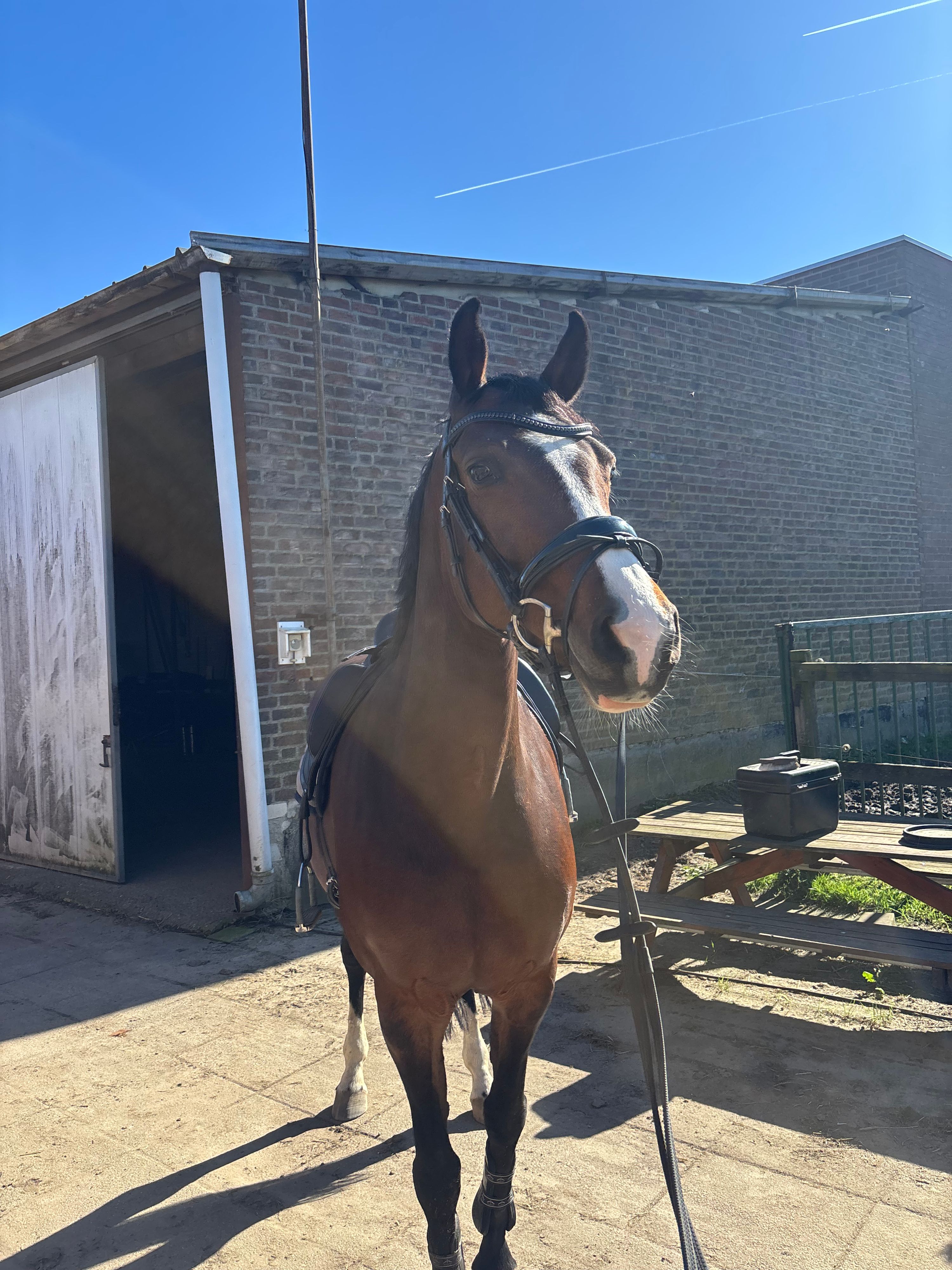 kwpn allrounder merrie 13 years old bruin for sale - Photo 4