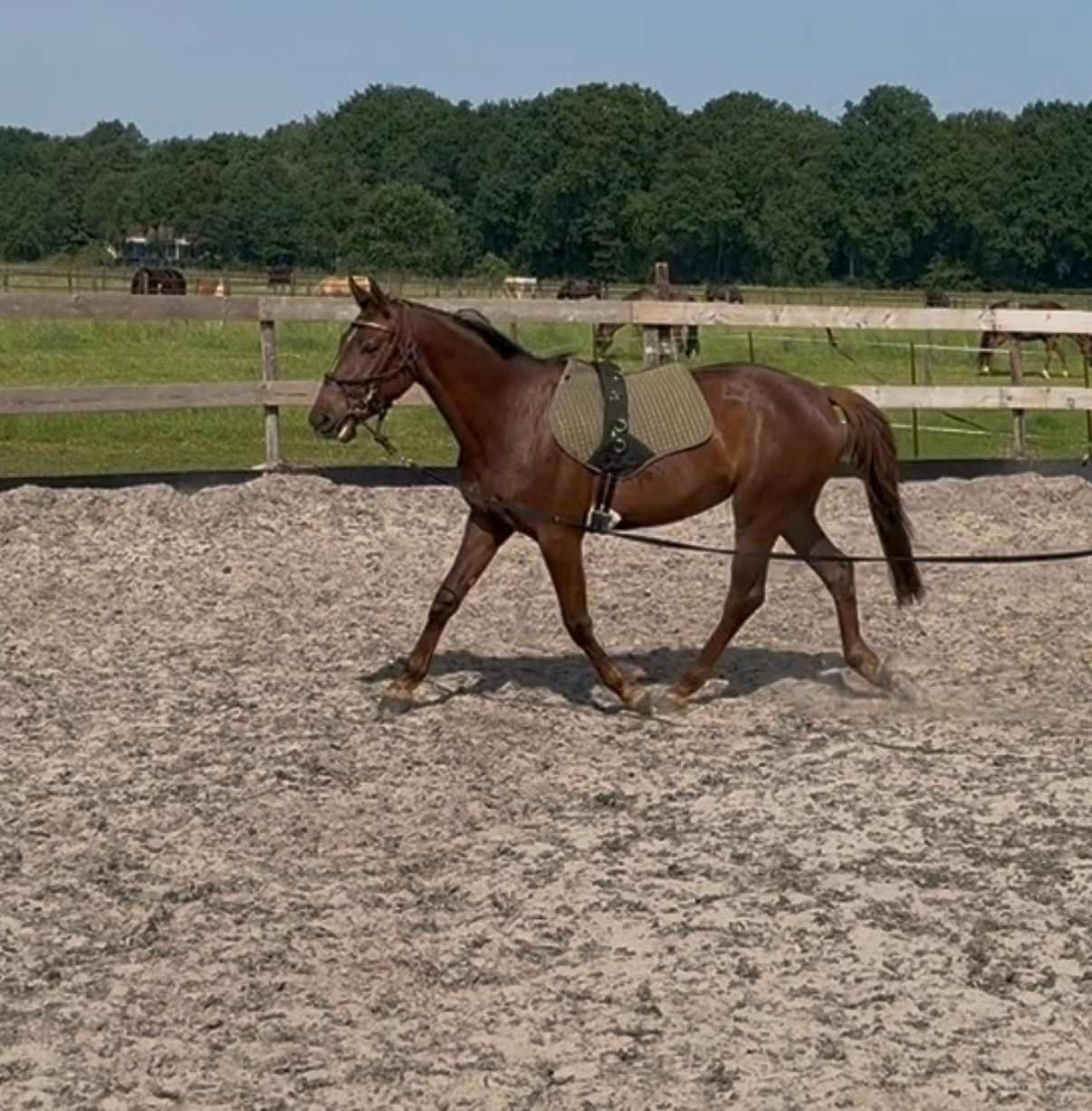 hannoveraan springpaard merrie 3 years old vos for sale - Photo 4
