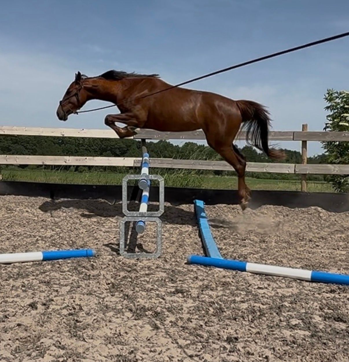 hannoveraan springpaard merrie 3 years old vos for sale - Photo 2