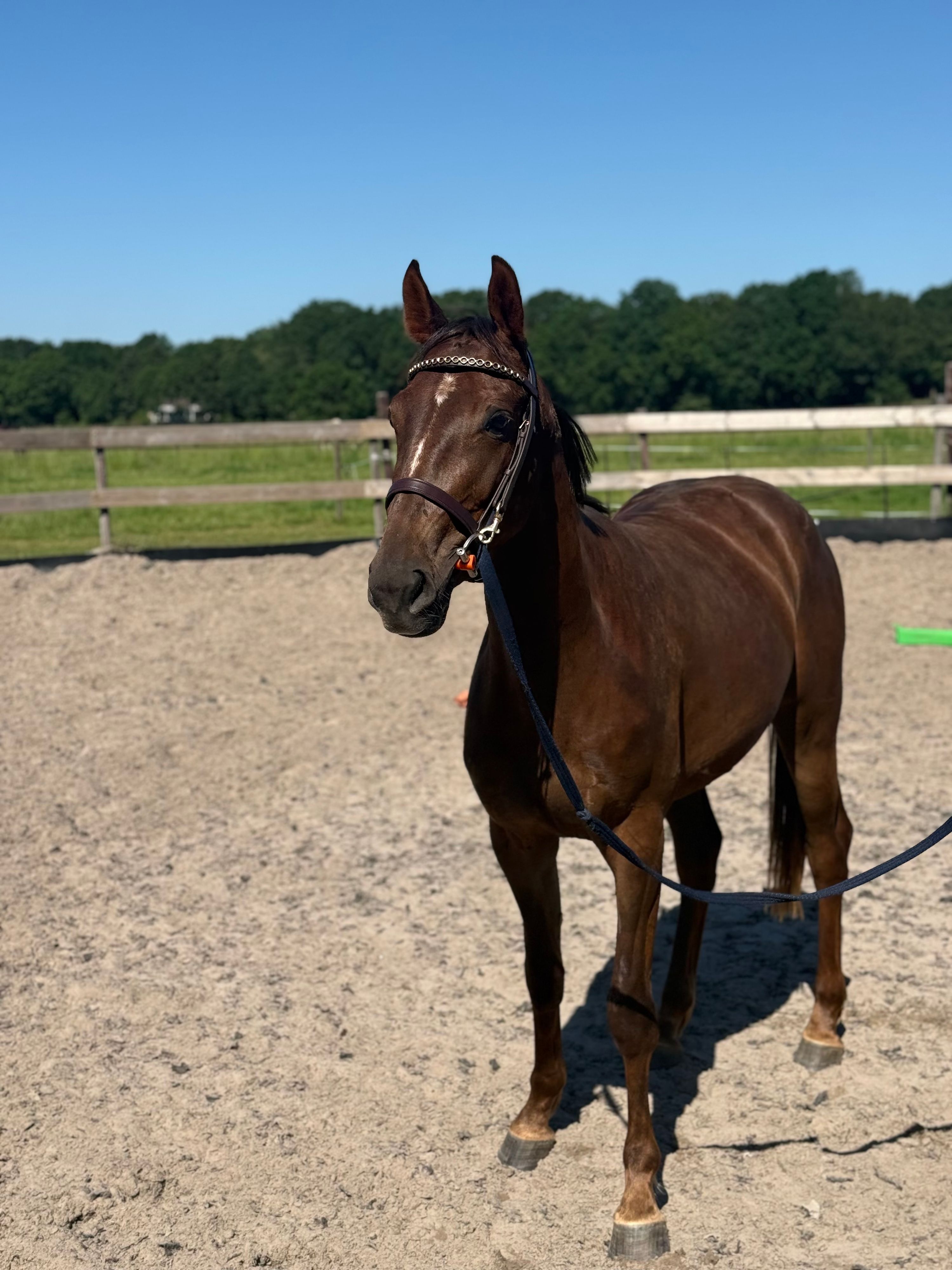 hannoveraan springpaard merrie 3 years old vos for sale - Photo 3