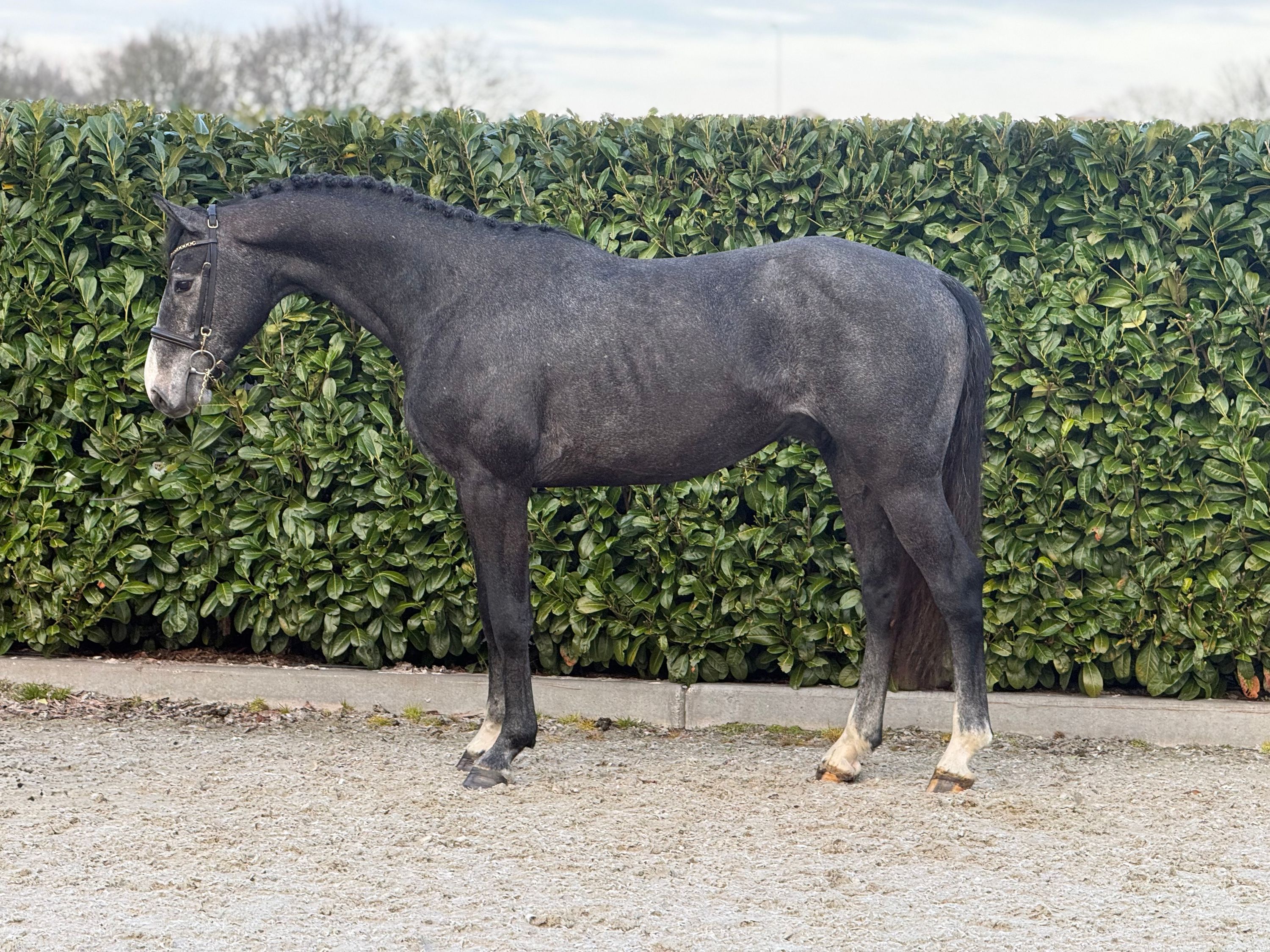 Étalon de talent à vendre