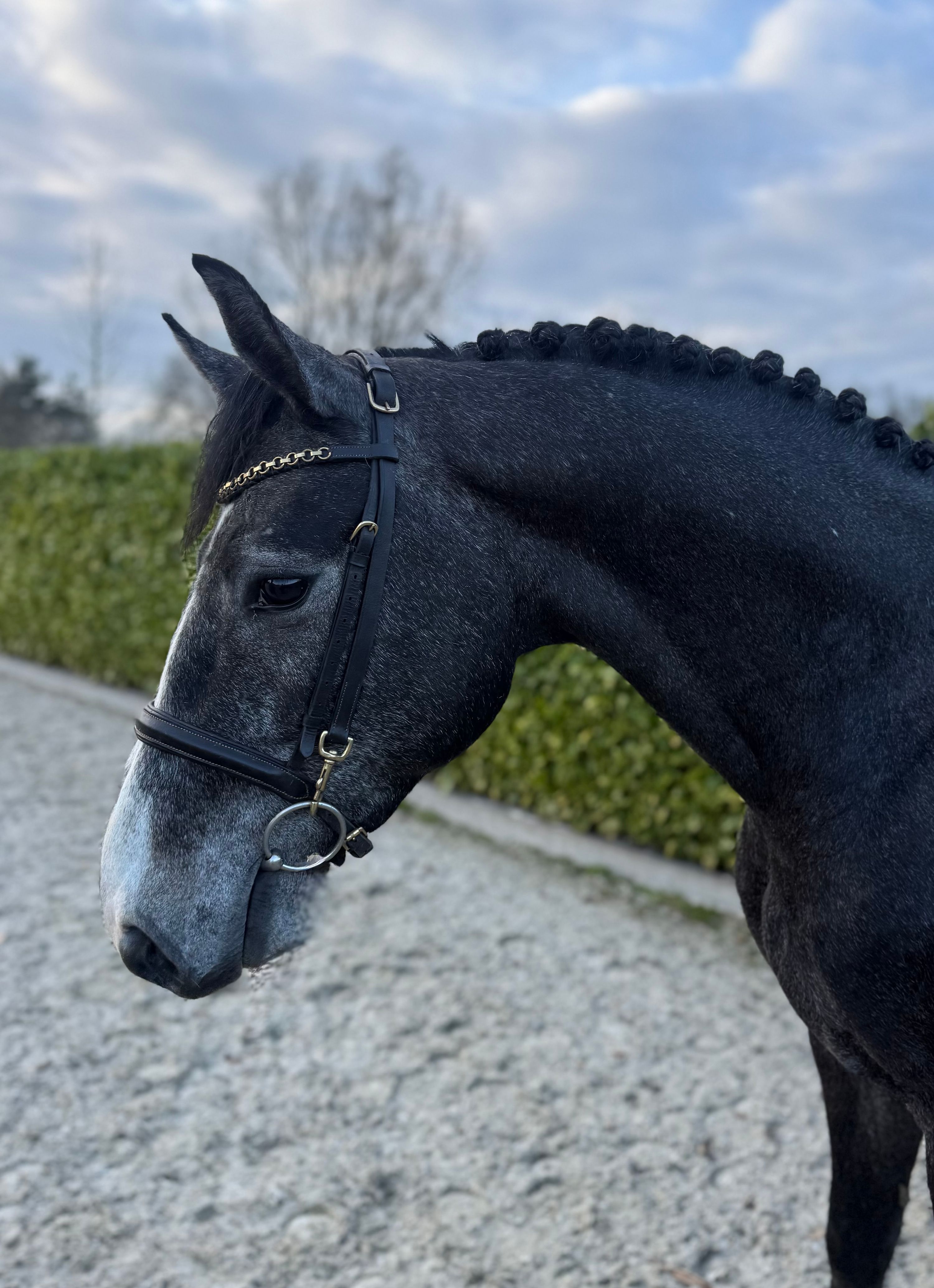 springpaard hengst 3 år schimmel till salu - Foto 2