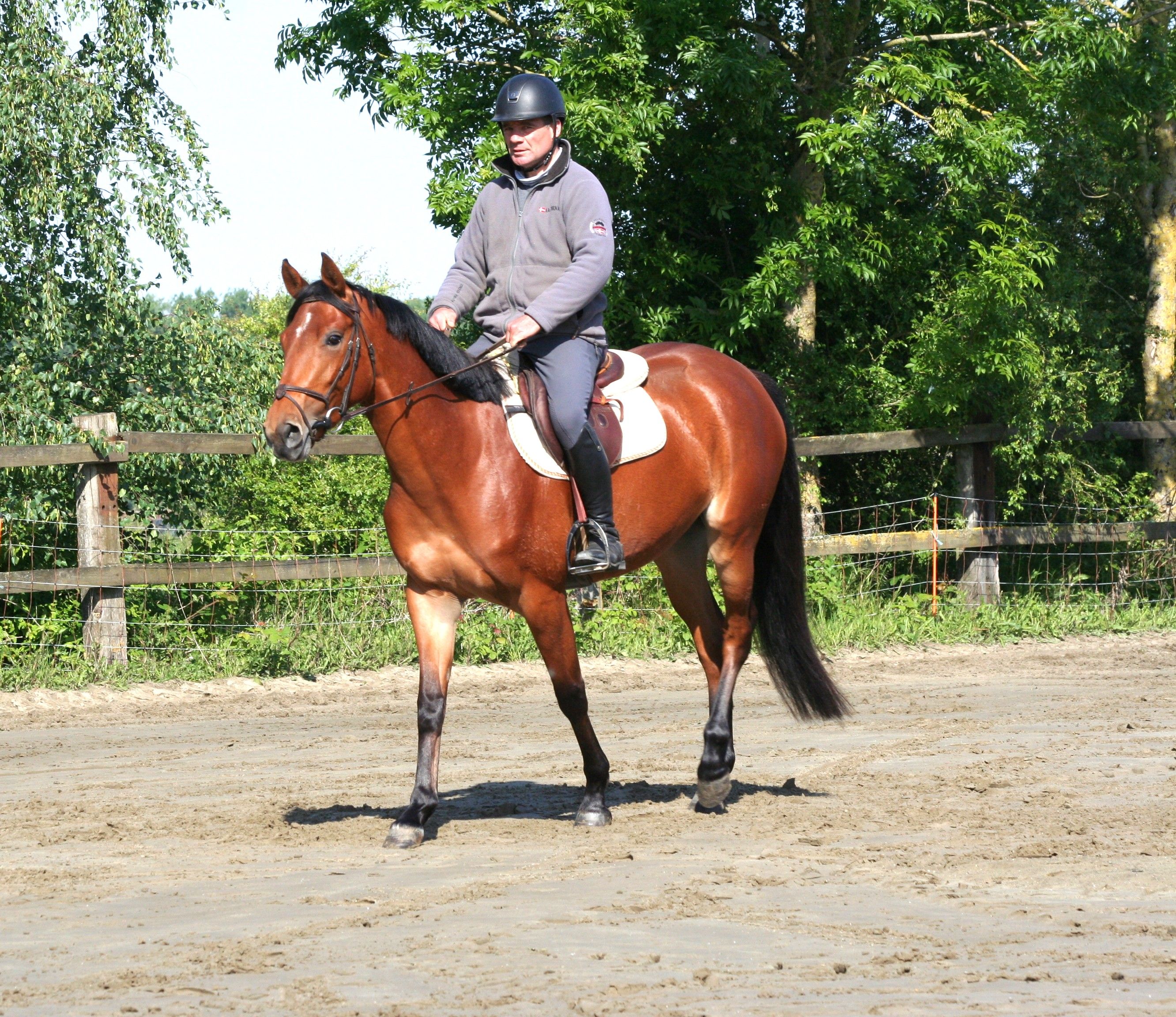 sbs springpony merrie 4 岁 bruin 出售 - 照片 2