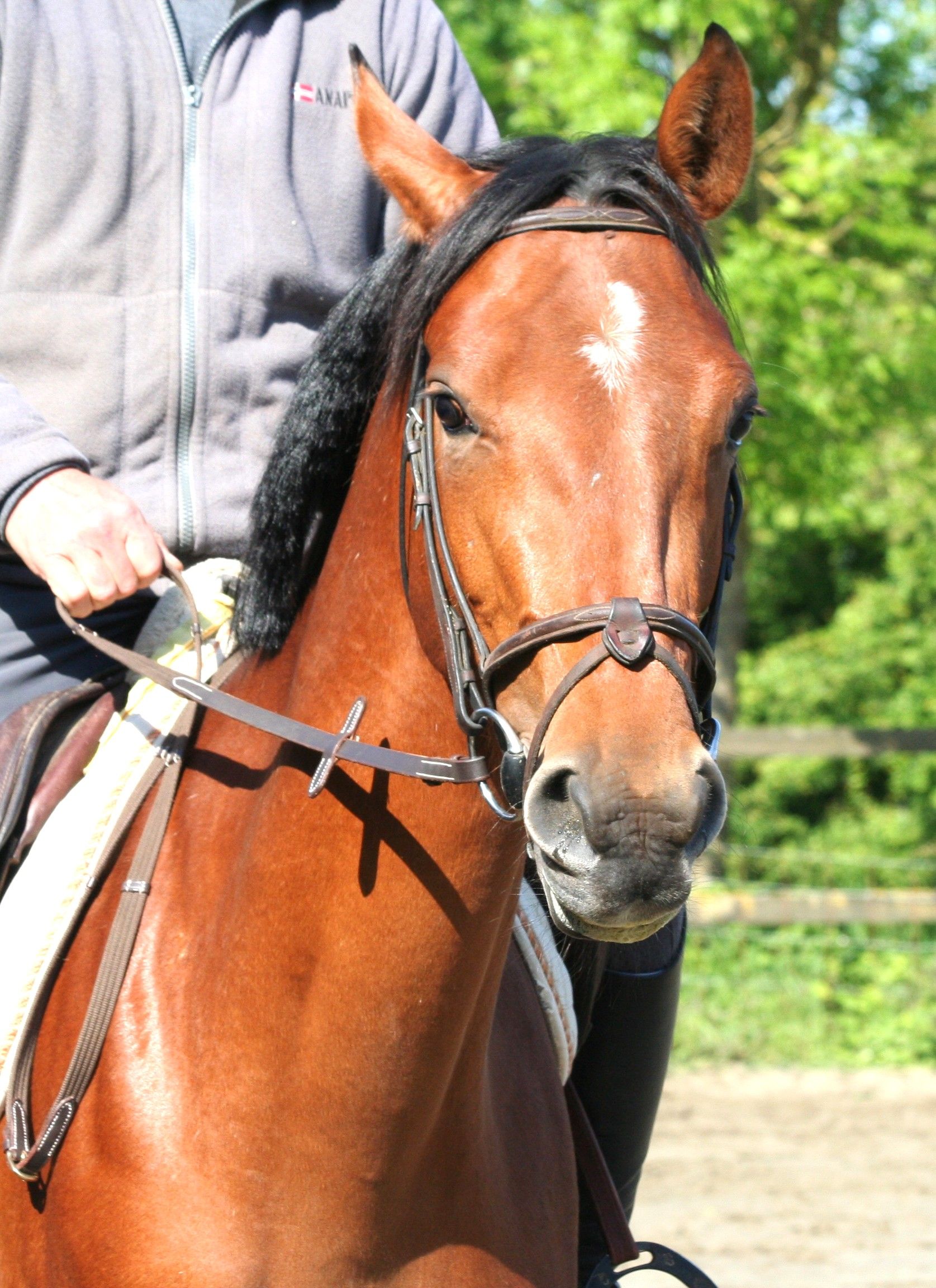 sbs springpony merrie 4 岁 bruin 出售 - 照片 3