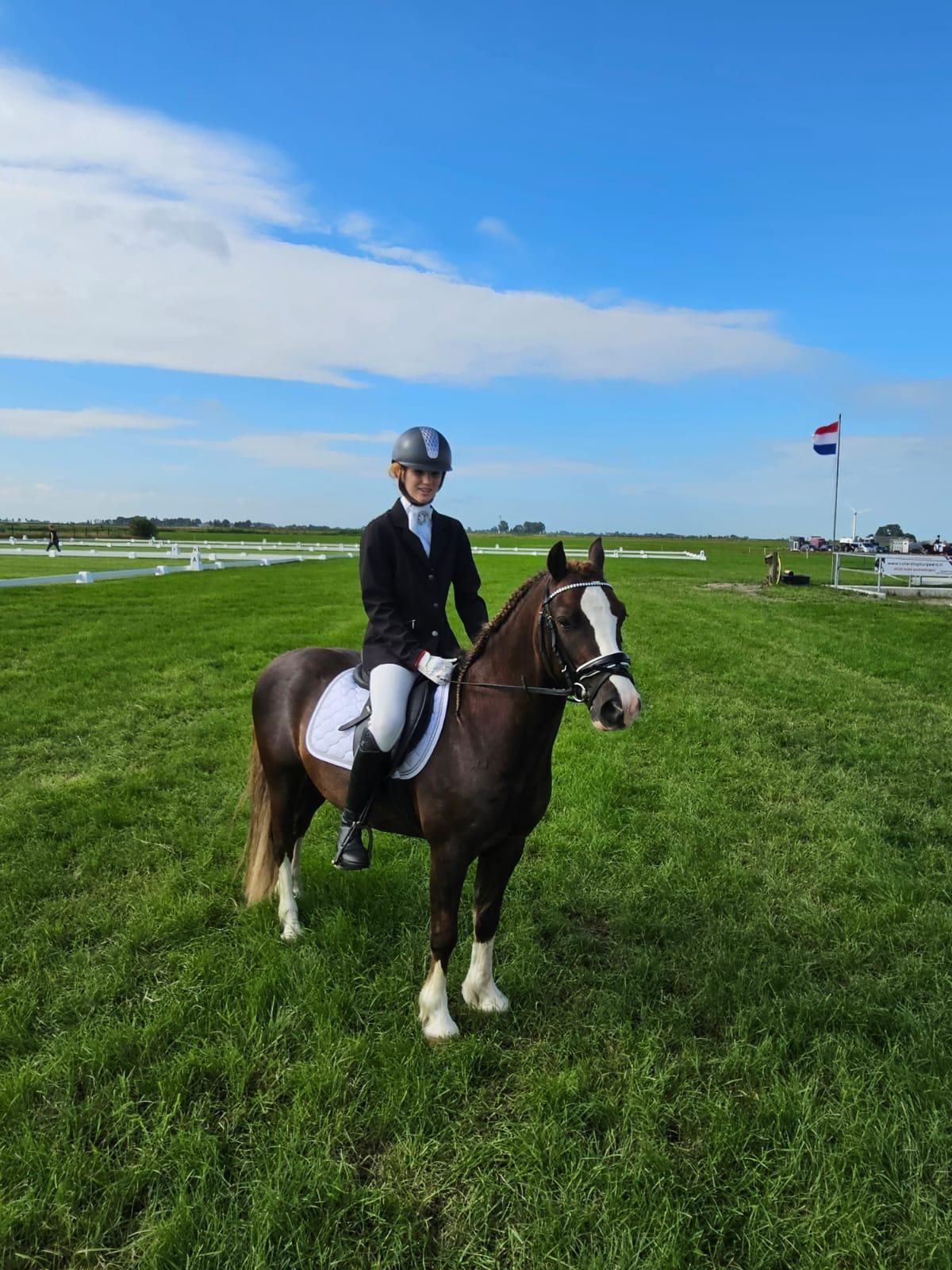 welsh-cob allround-pony ruin 6 歳 bruin 売り出し中 - 写真 2