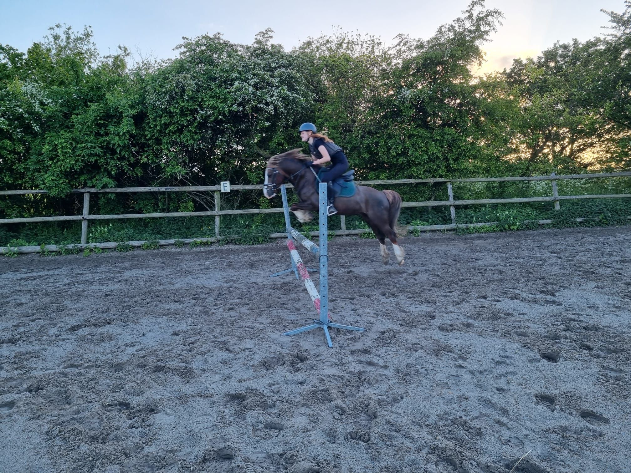 welsh-cob allround-pony ruin 6 歳 bruin 売り出し中 - 写真 4