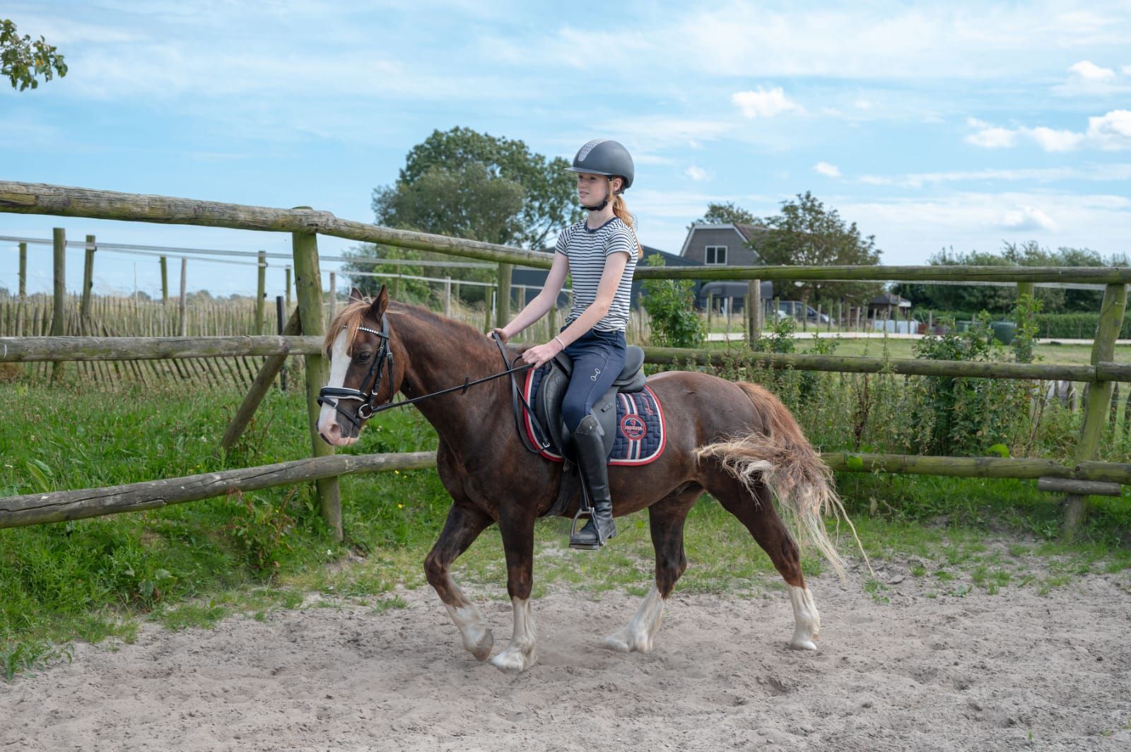 welsh-cob allround-pony ruin 6 歳 bruin 売り出し中 - 写真 5