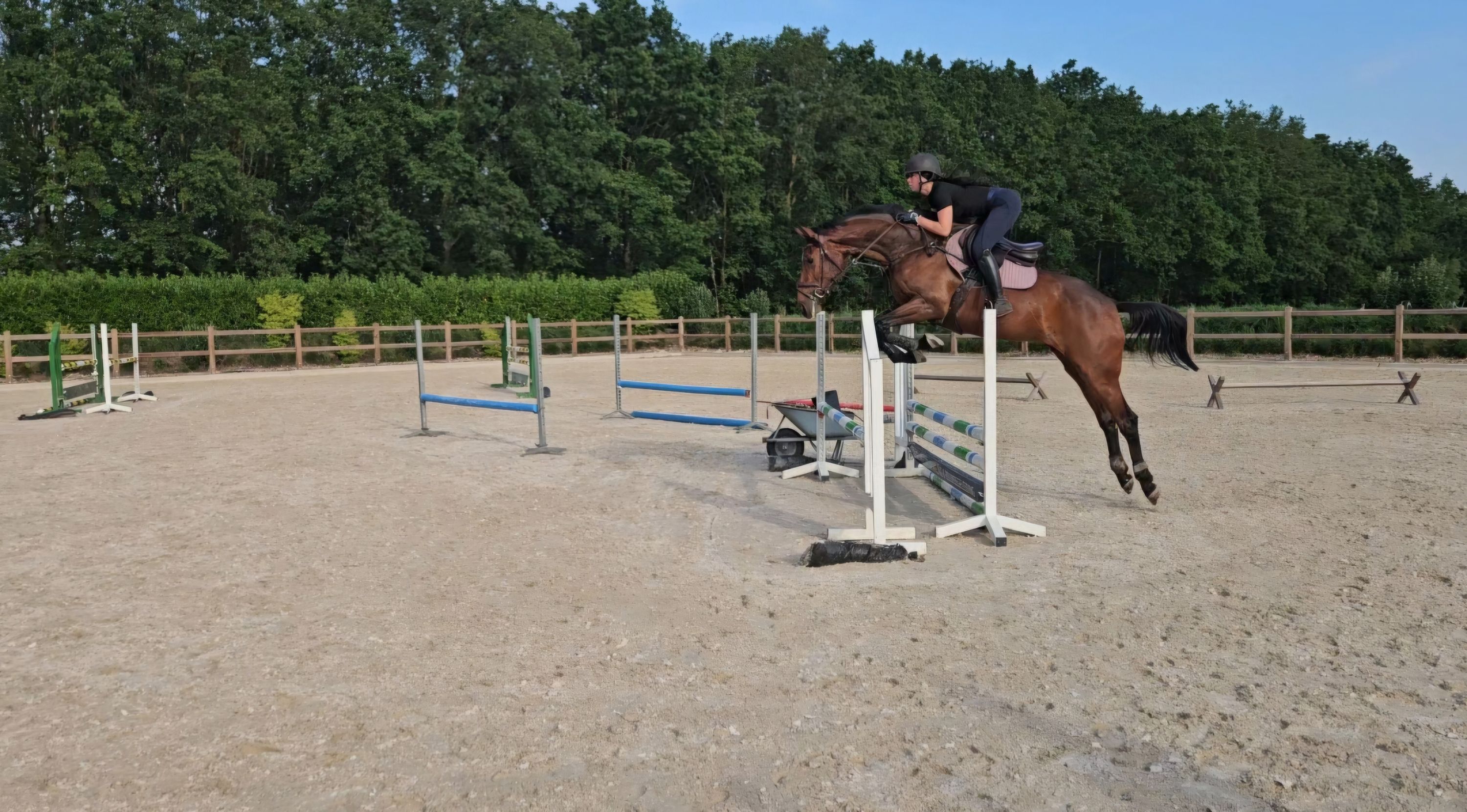kwpn springpaard merrie 4 years old bruin for sale - Main photo