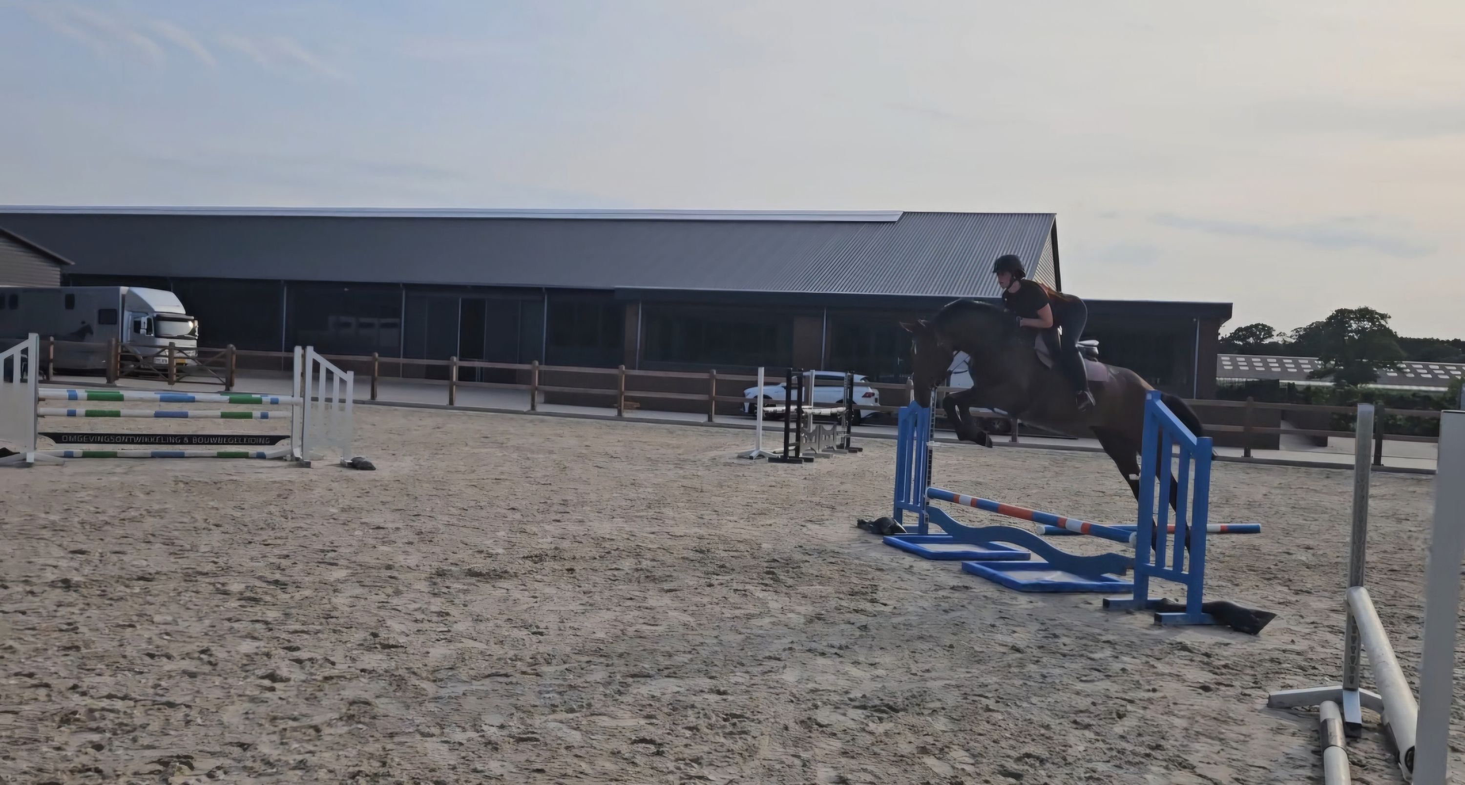 kwpn springpaard merrie 4 years old bruin for sale - Photo 3