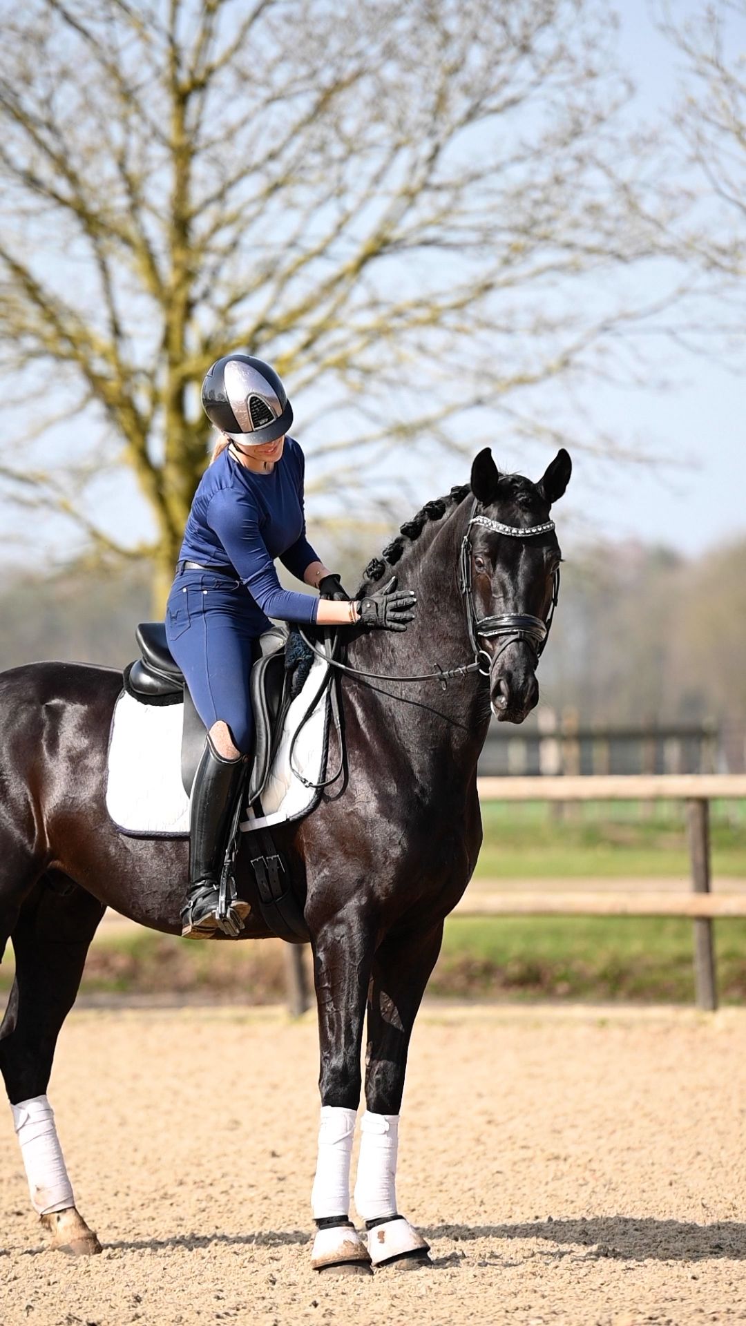 5yo beautiful Jameson gelding