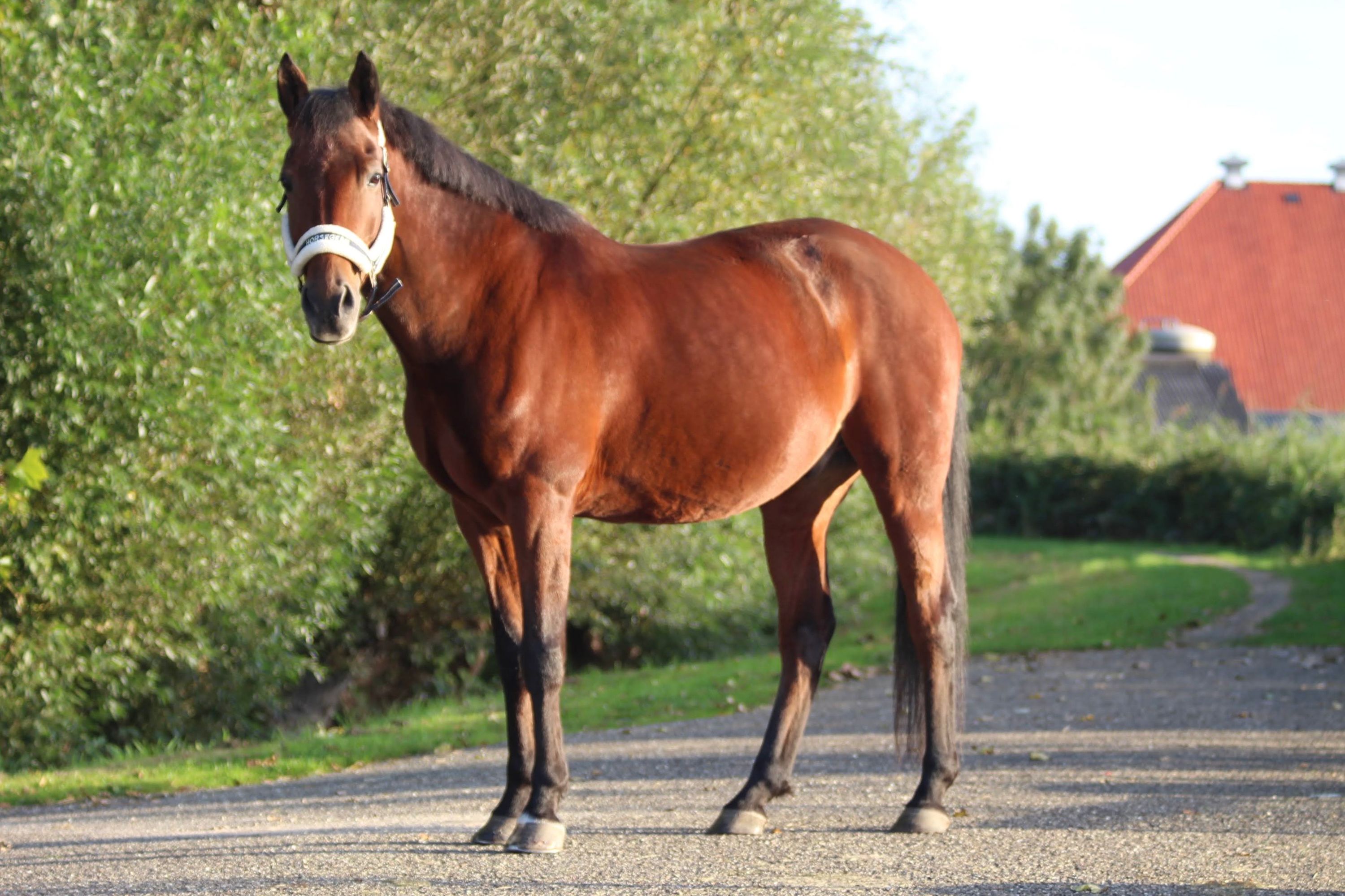 new-forest allround-pony ruin 15 jaar bruin te koop - Foto 2
