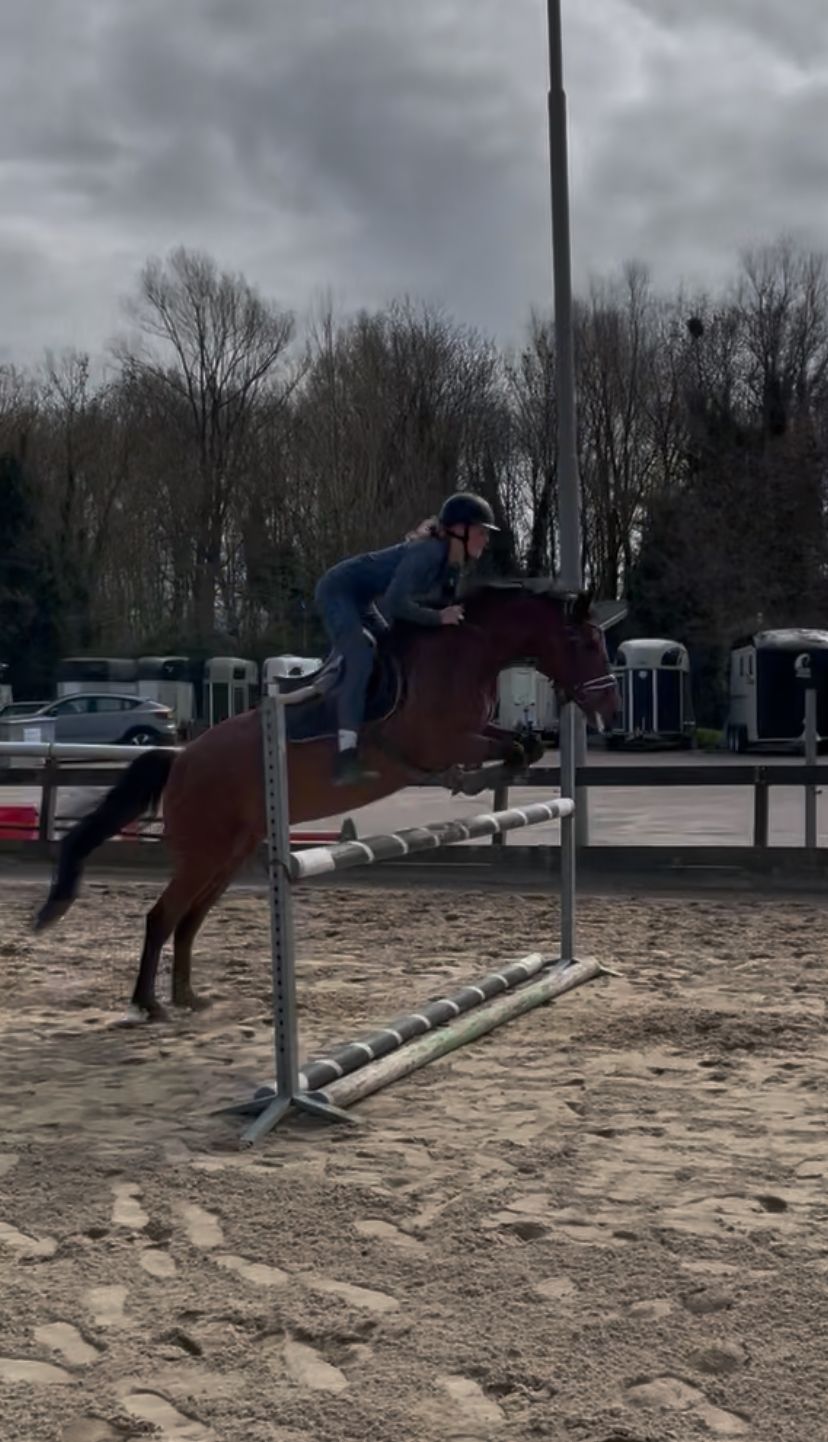 new-forest allround-pony ruin 15 jaar bruin te koop - Foto 4