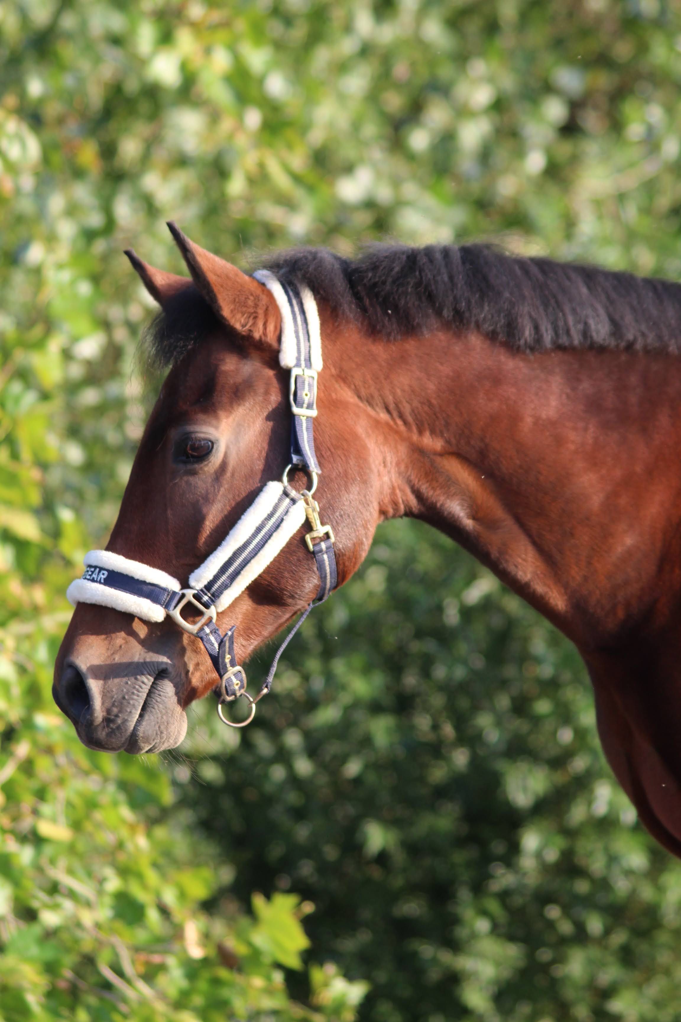 new-forest allround-pony ruin 15 jaar bruin te koop - Foto 3
