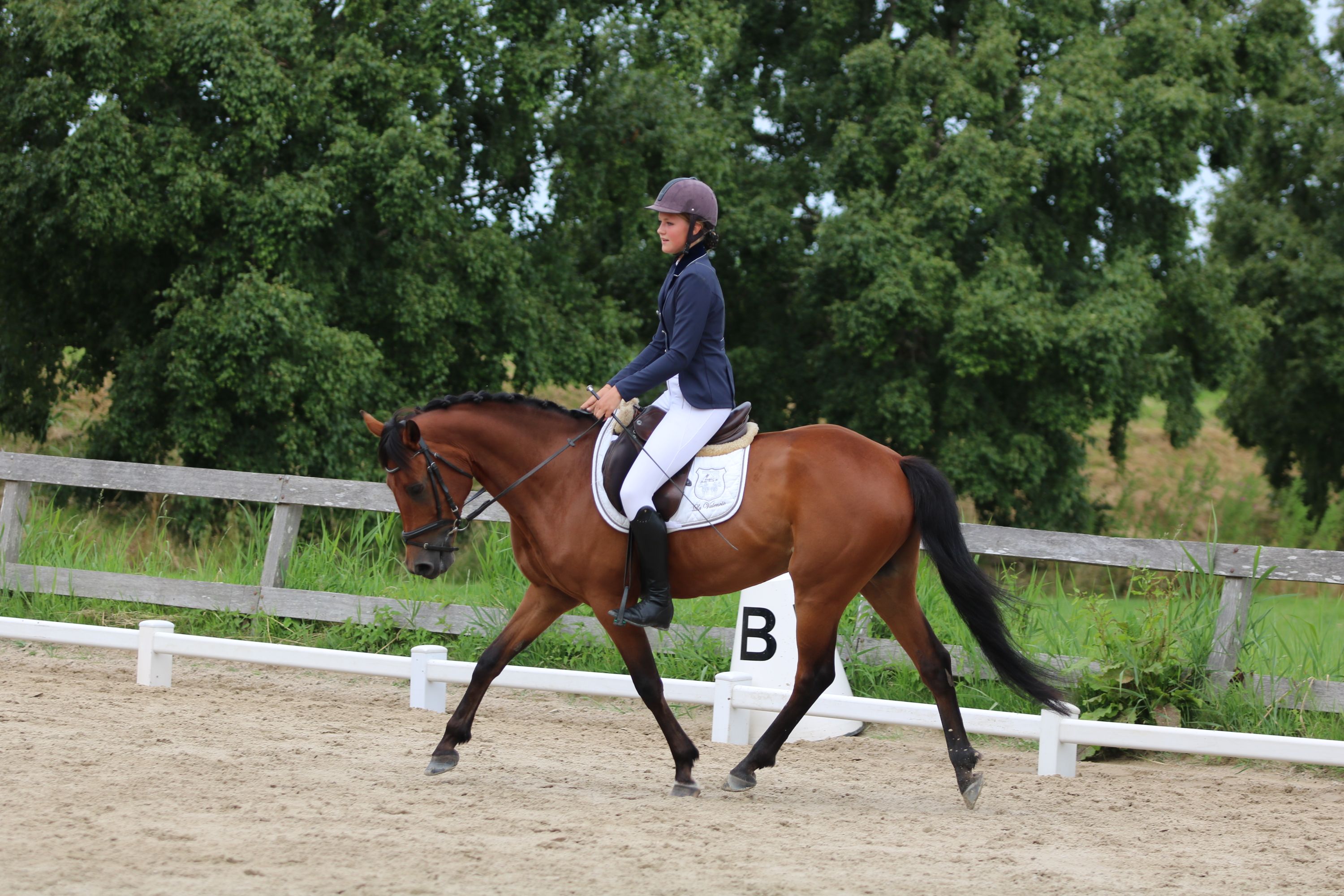 new-forest allround-pony ruin 15 jaar bruin te koop - Foto 5