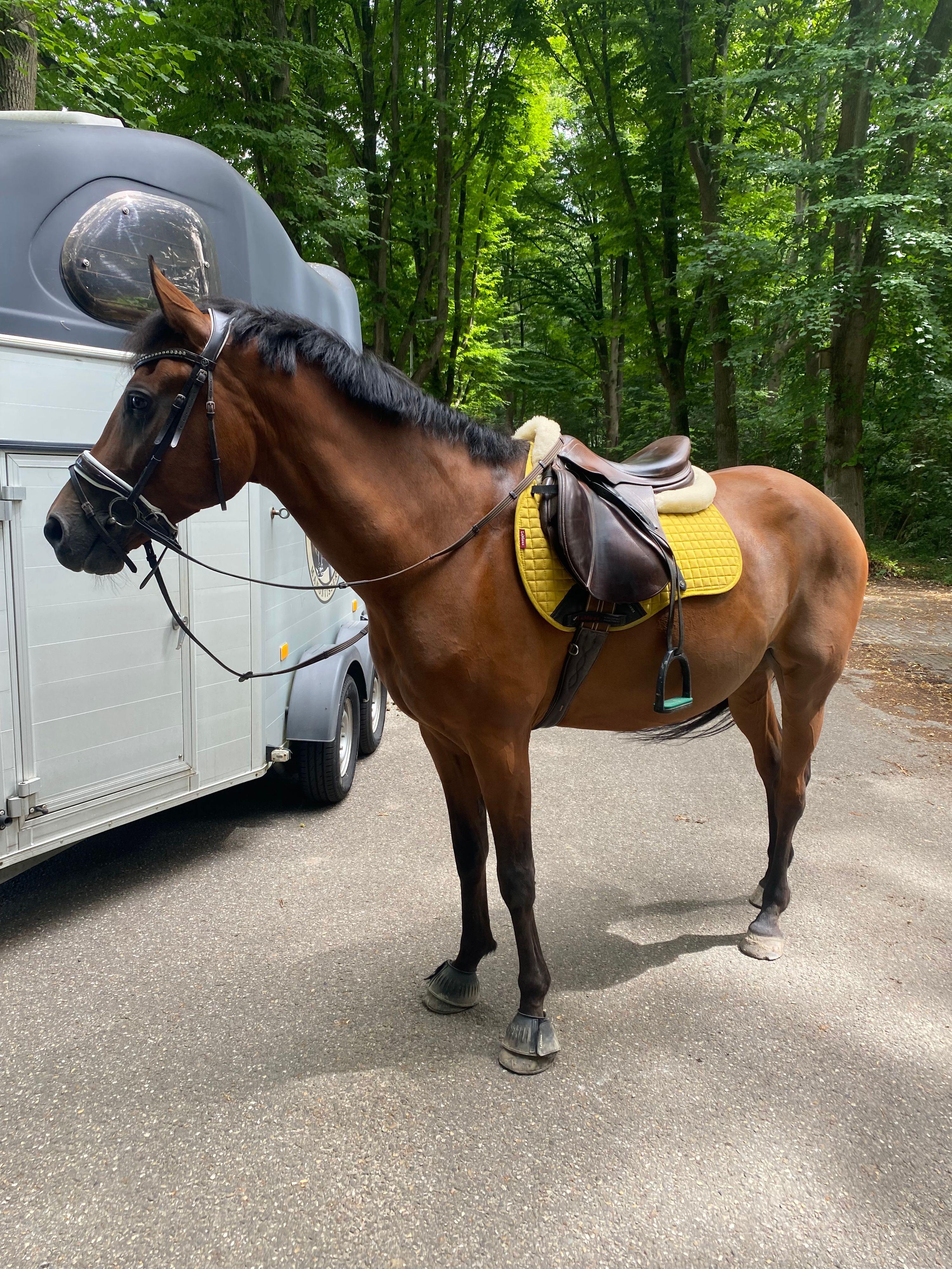 new-forest allround-pony ruin 15 jaar bruin te koop - Foto 6