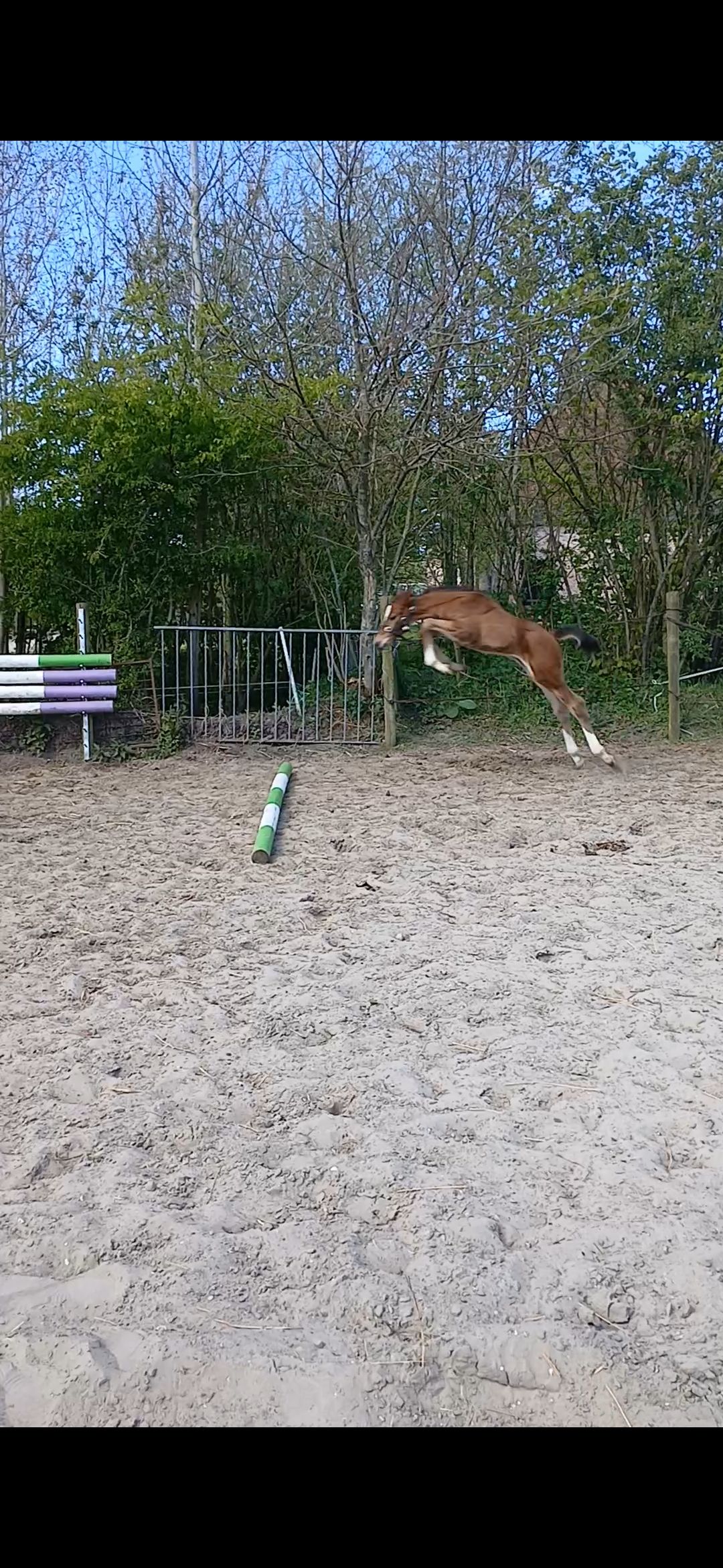kwpn springpaard hengst 0 歳 bruin 売り出し中 - 写真 6