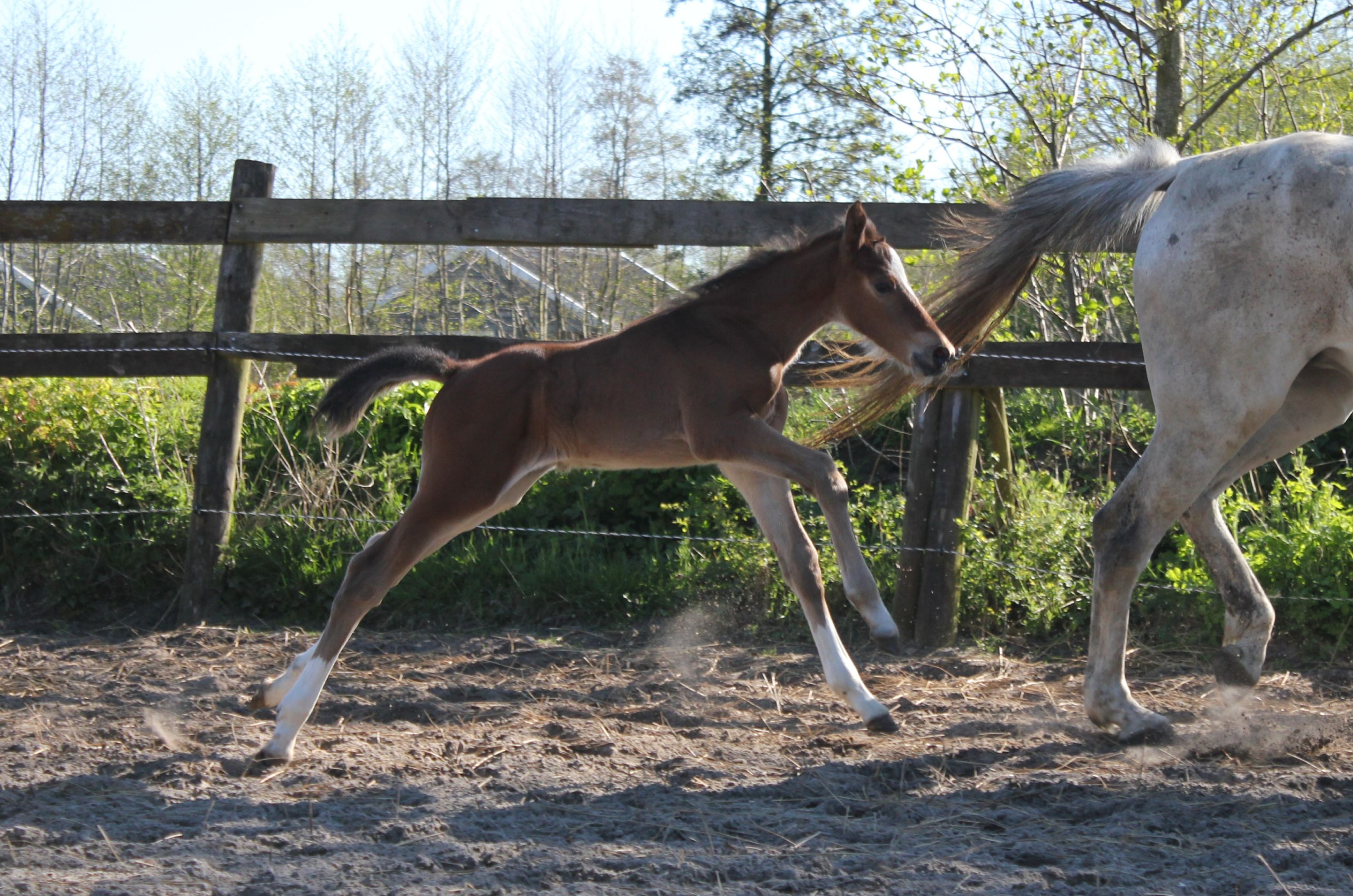 kwpn springpaard hengst 0 歳 bruin 売り出し中 - 写真 5
