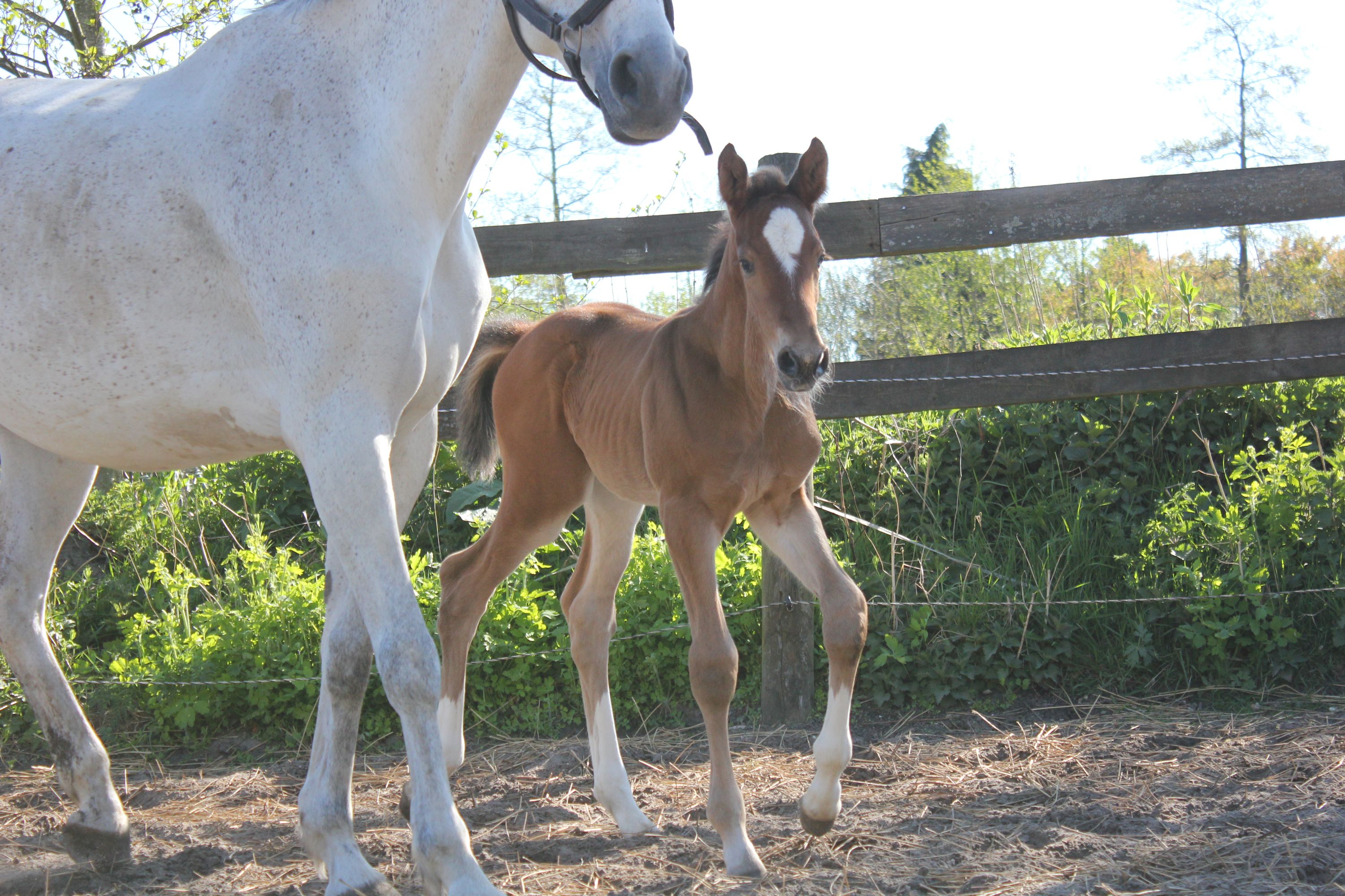 kwpn springpaard hengst 0 歳 bruin 売り出し中 - 写真 4