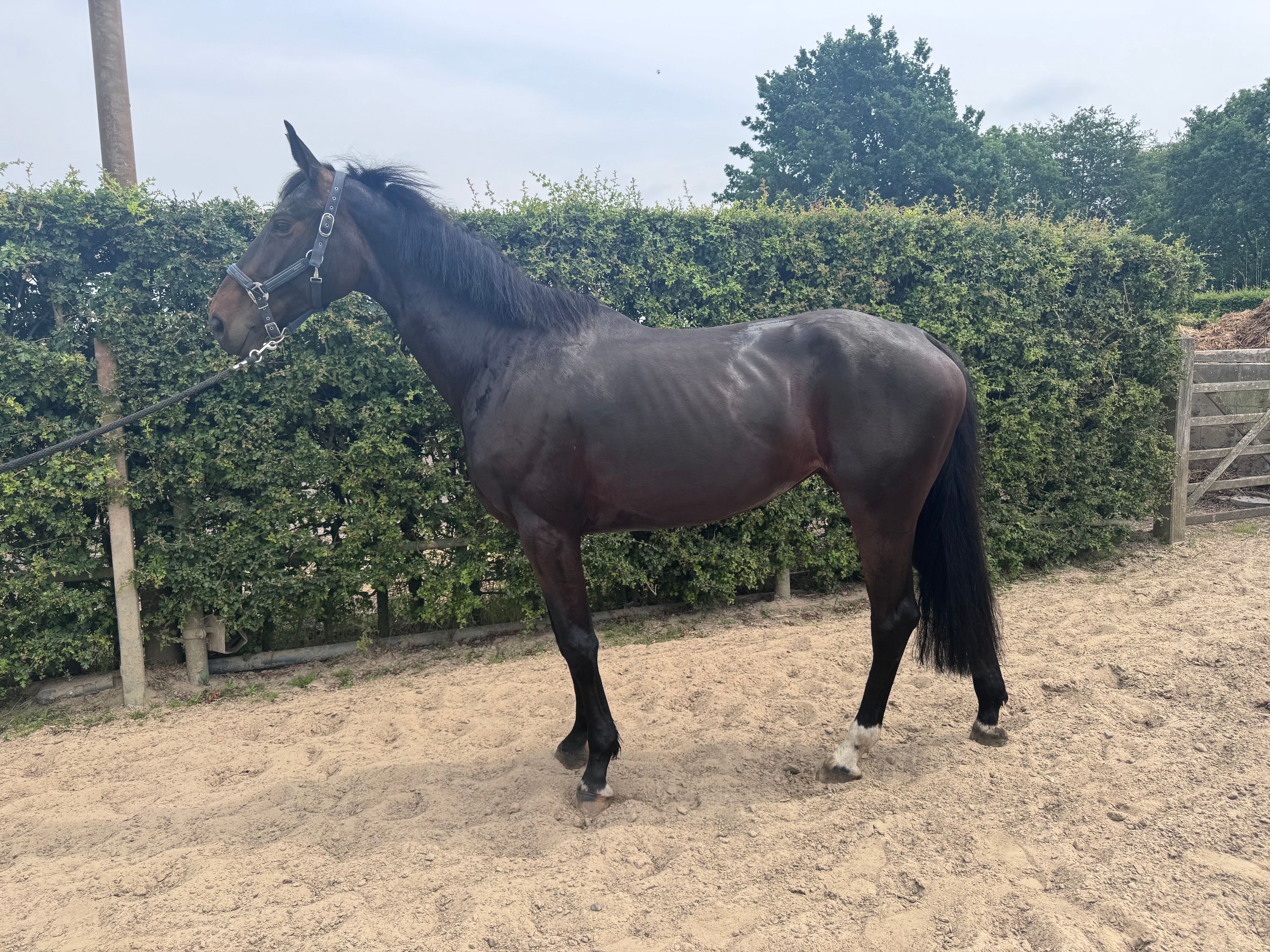 zangersheide springpaard merrie 6 jaar donkerbruin te koop - Foto 2