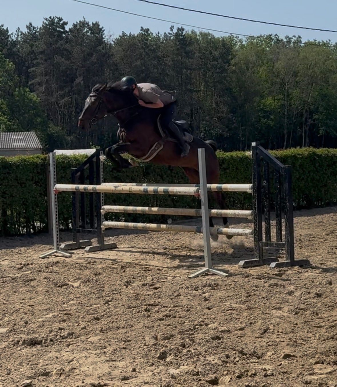 zangersheide springpaard merrie 6 jaar donkerbruin te koop - Foto 3