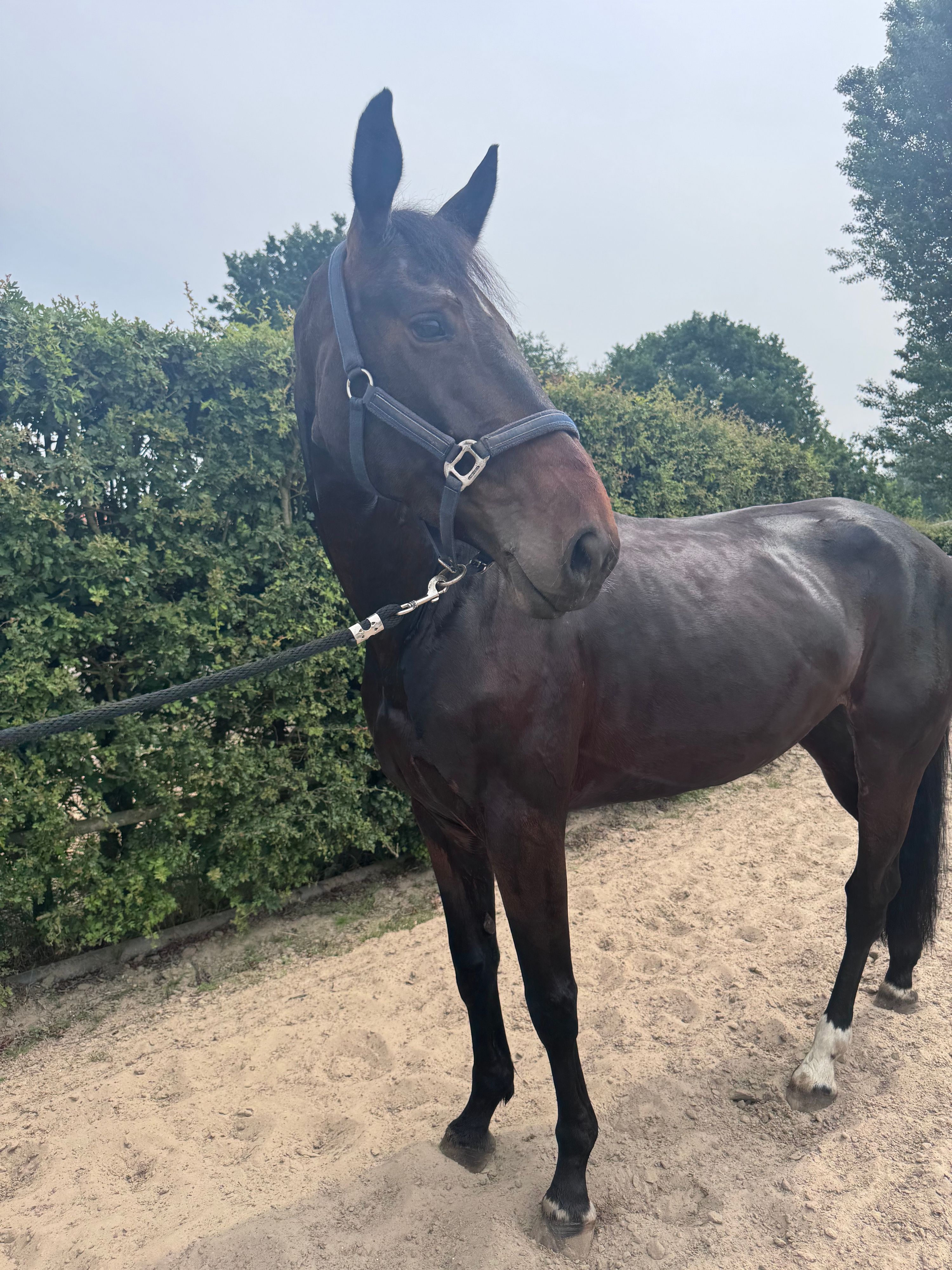 zangersheide springpaard merrie 6 jaar donkerbruin te koop - Foto 4