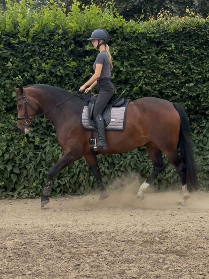 kwpn allrounder merrie 13 years old bruin for sale - Photo 2