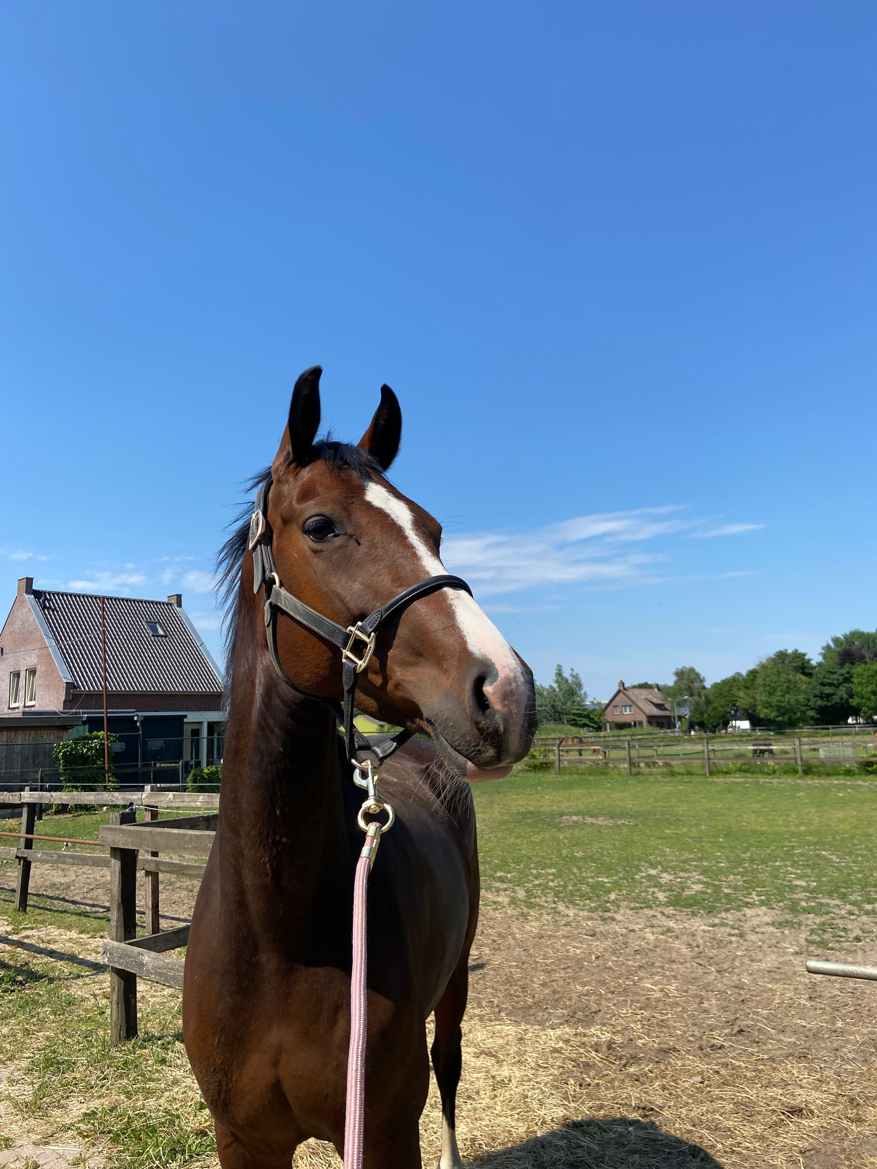 kwpn allrounder merrie 13 years old bruin for sale - Photo 5