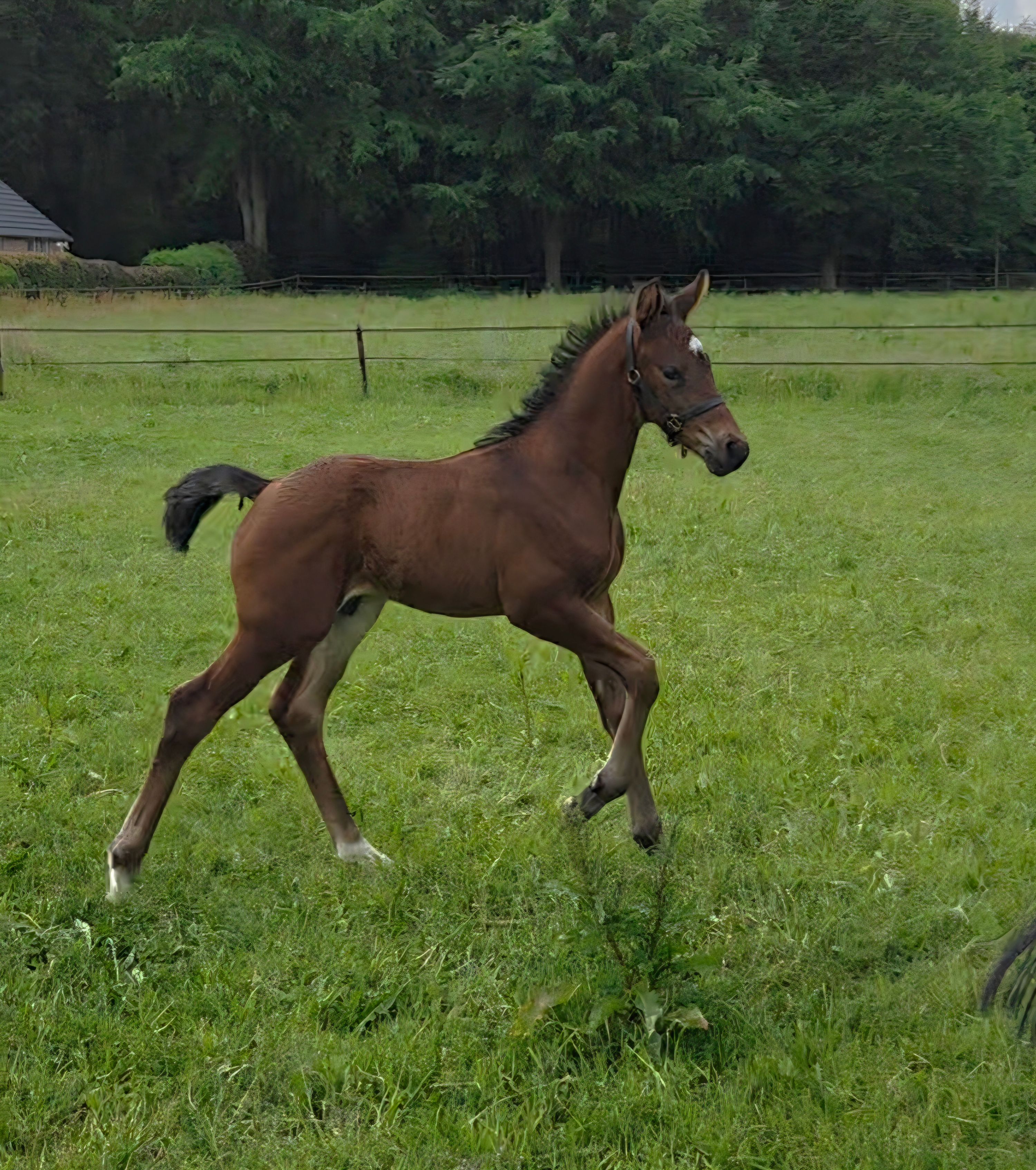 oldenburg dressuurpaard hengst 0 years old donkerbruin for sale - Photo 3
