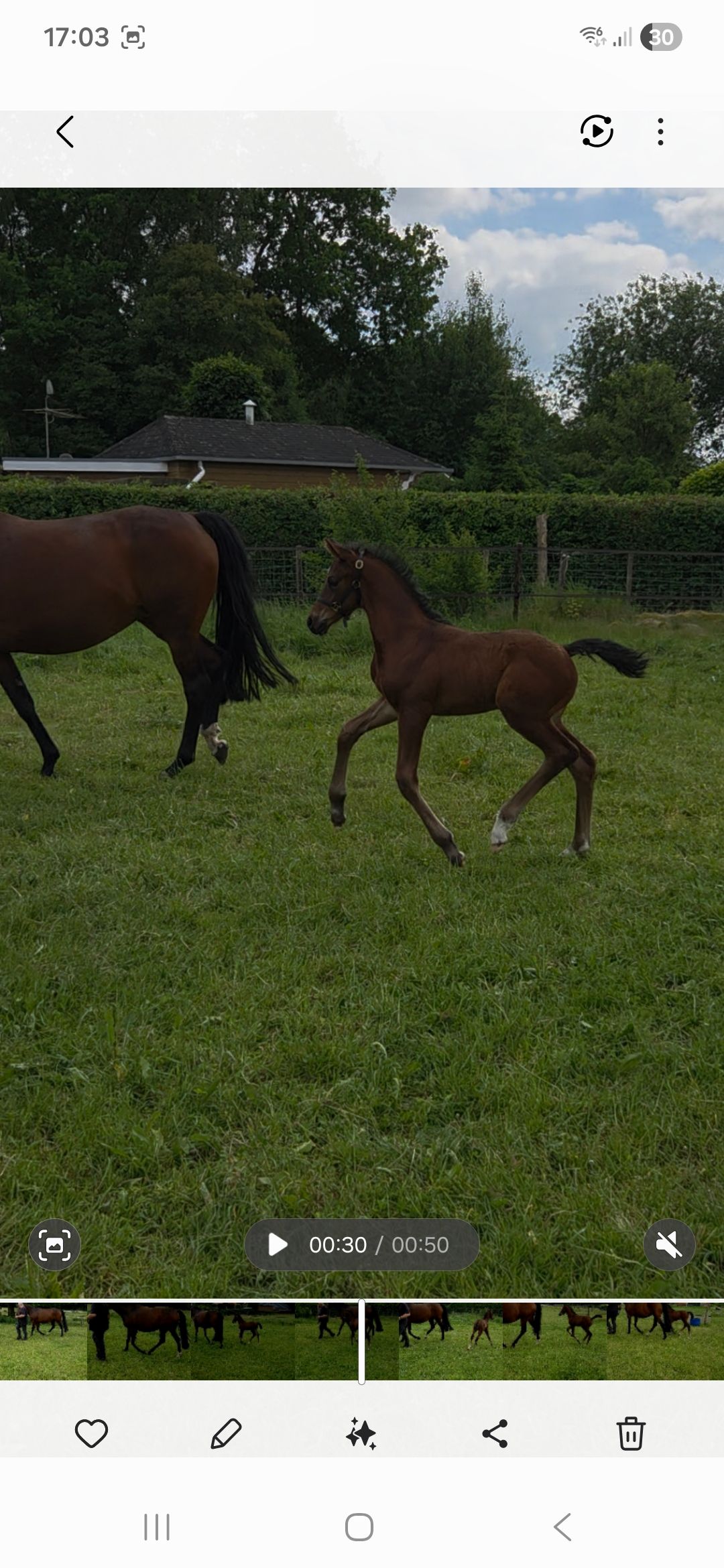 oldenburg dressuurpaard hengst 0 years old donkerbruin for sale - Photo 2