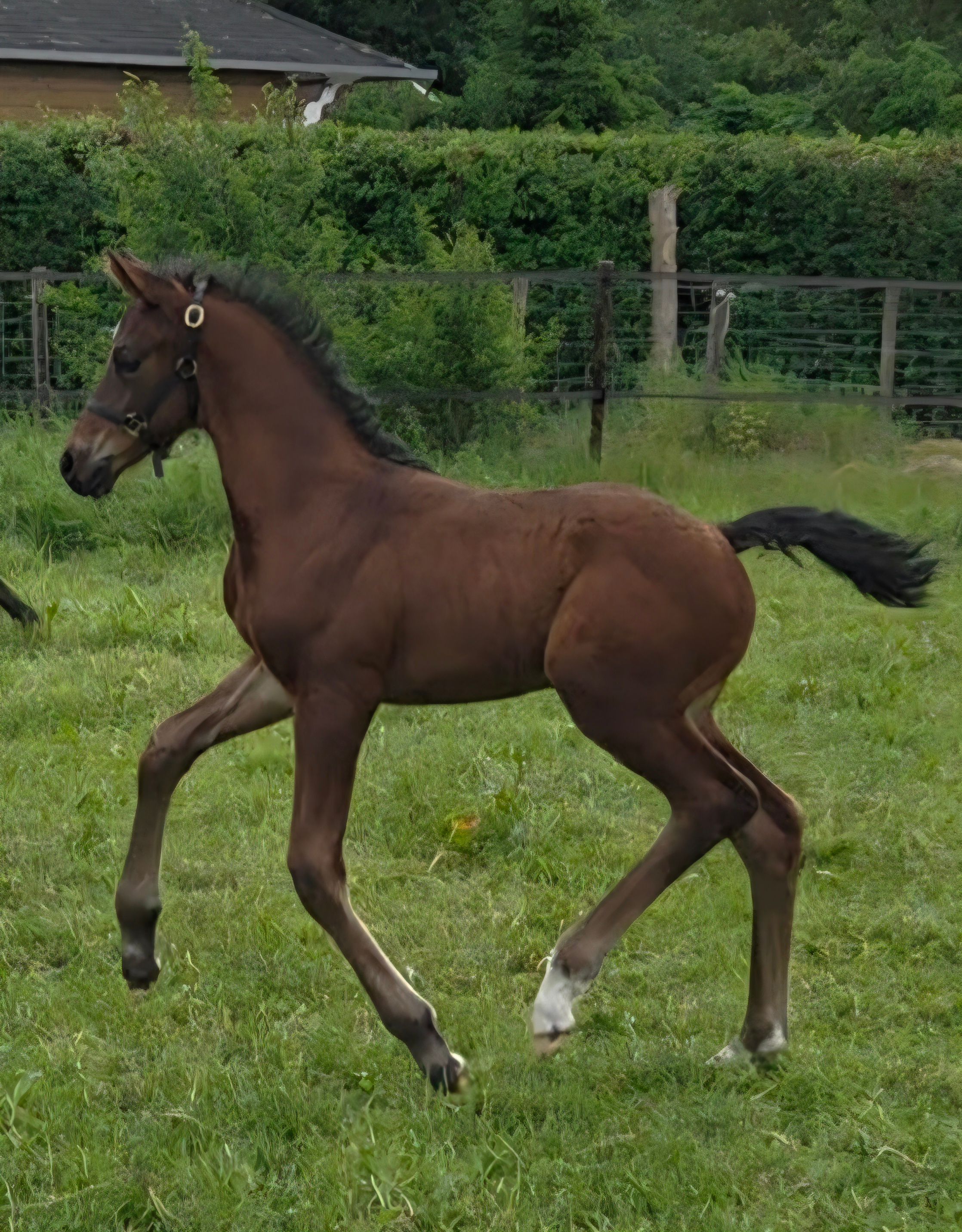 Super handsome colt foal