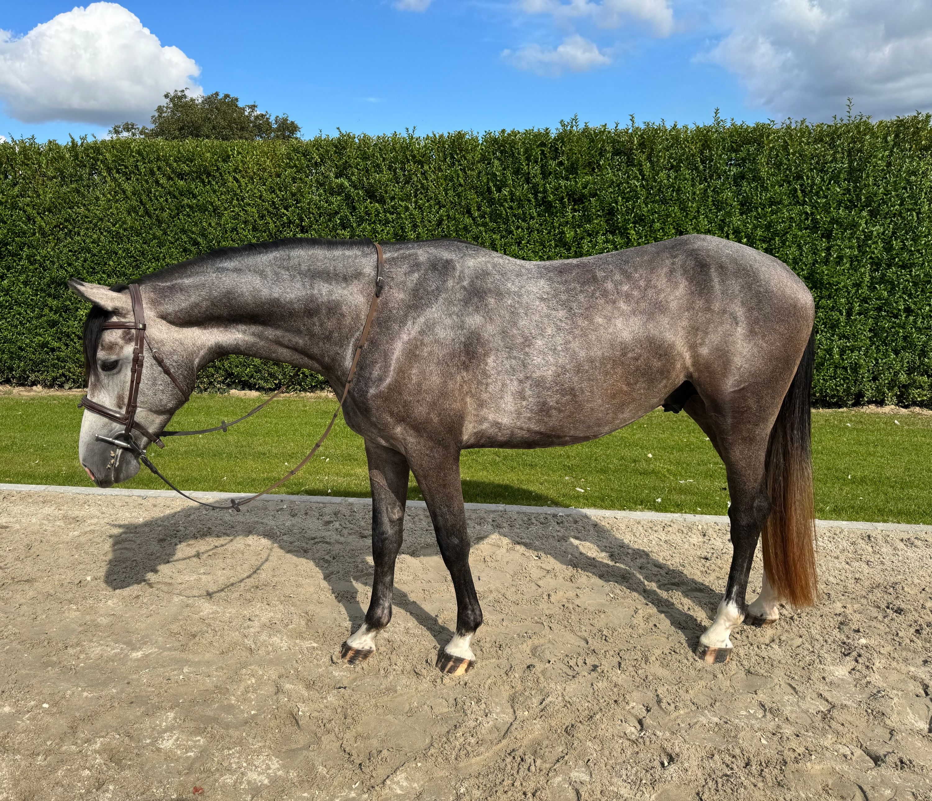 zangersheide springpaard ruin 4 歳 schimmel 売り出し中 - 写真 3
