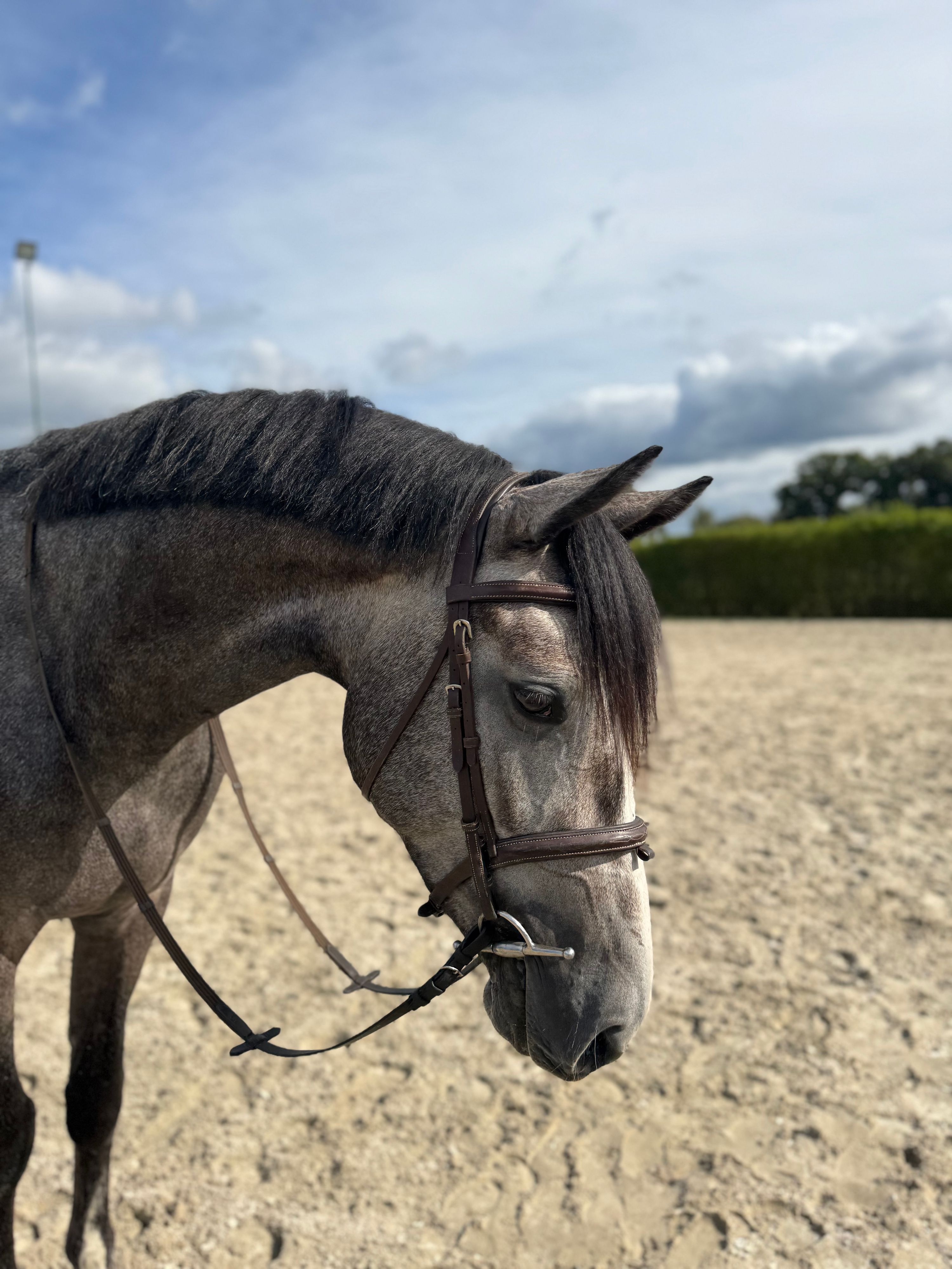 zangersheide springpaard ruin 4 歳 schimmel 売り出し中 - 写真 4