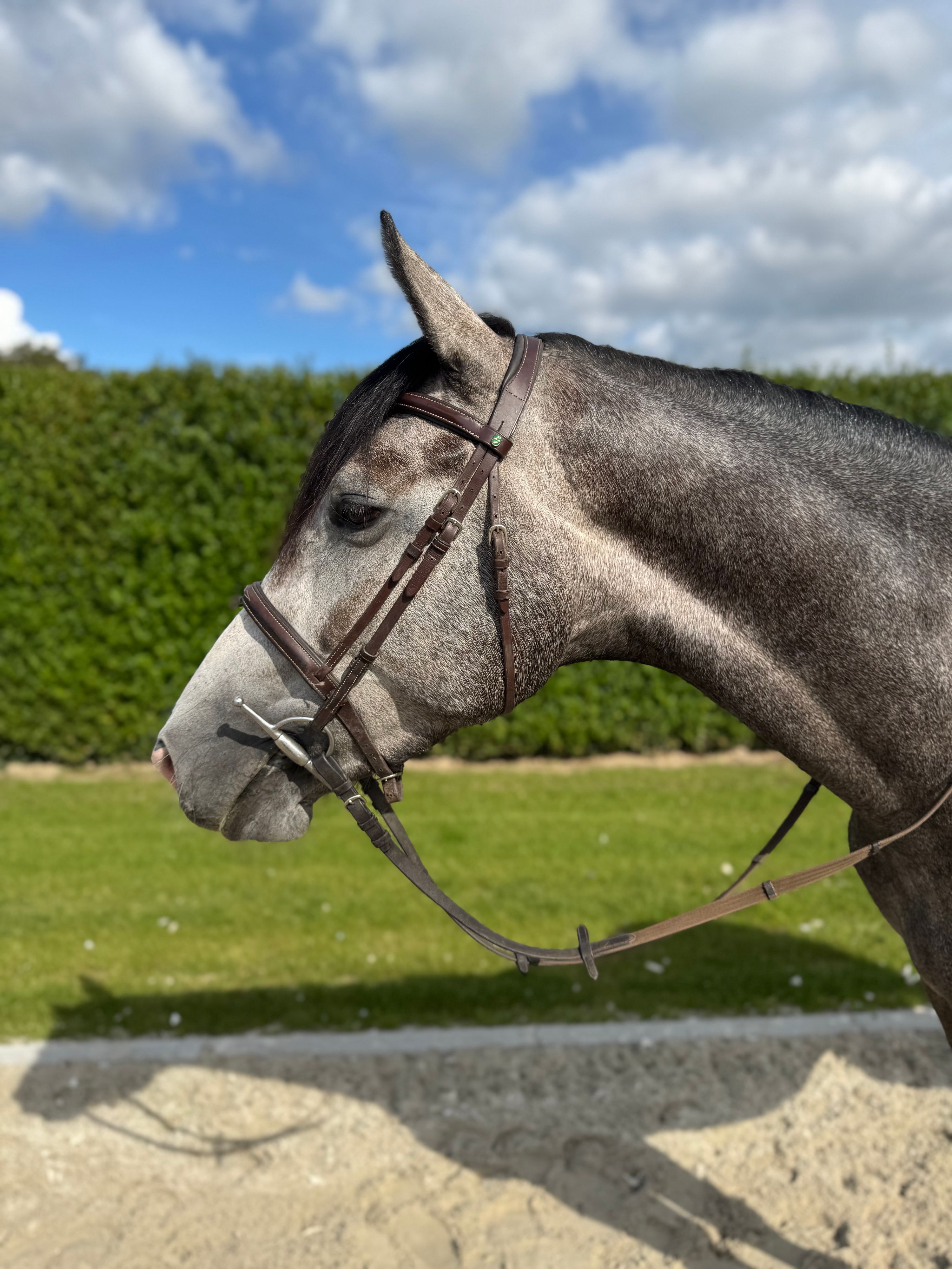 zangersheide springpaard ruin 4 歳 schimmel 売り出し中 - 写真 2