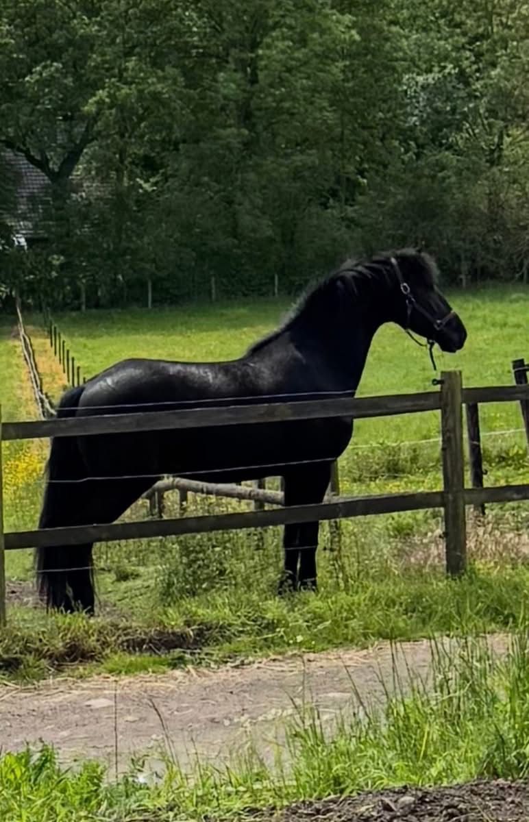 dressuurpaard ruin 4 år zwart till salu - Foto 5