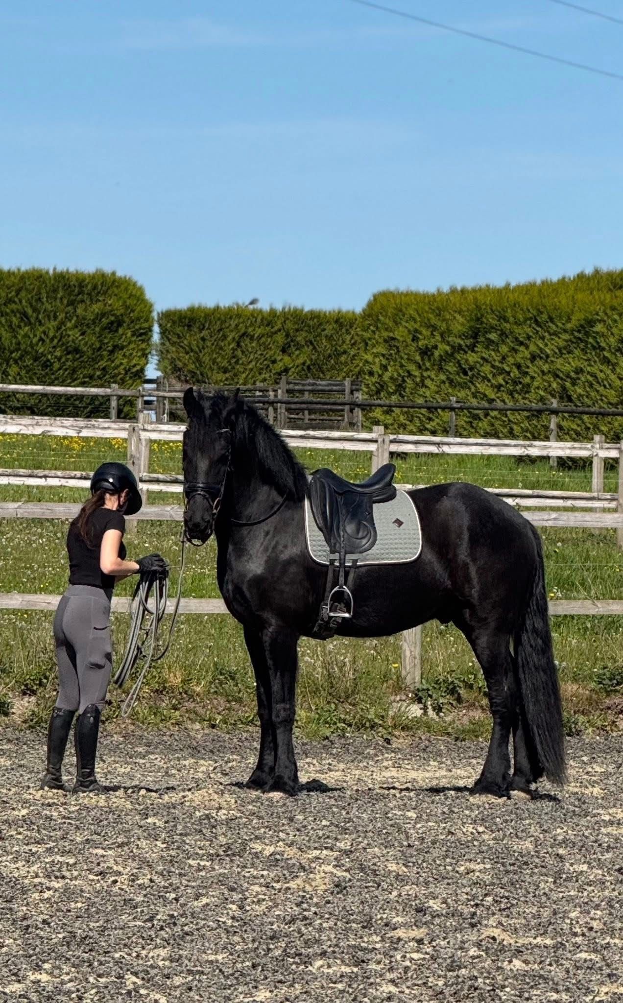 dressuurpaard ruin 4 år zwart till salu - Foto 3