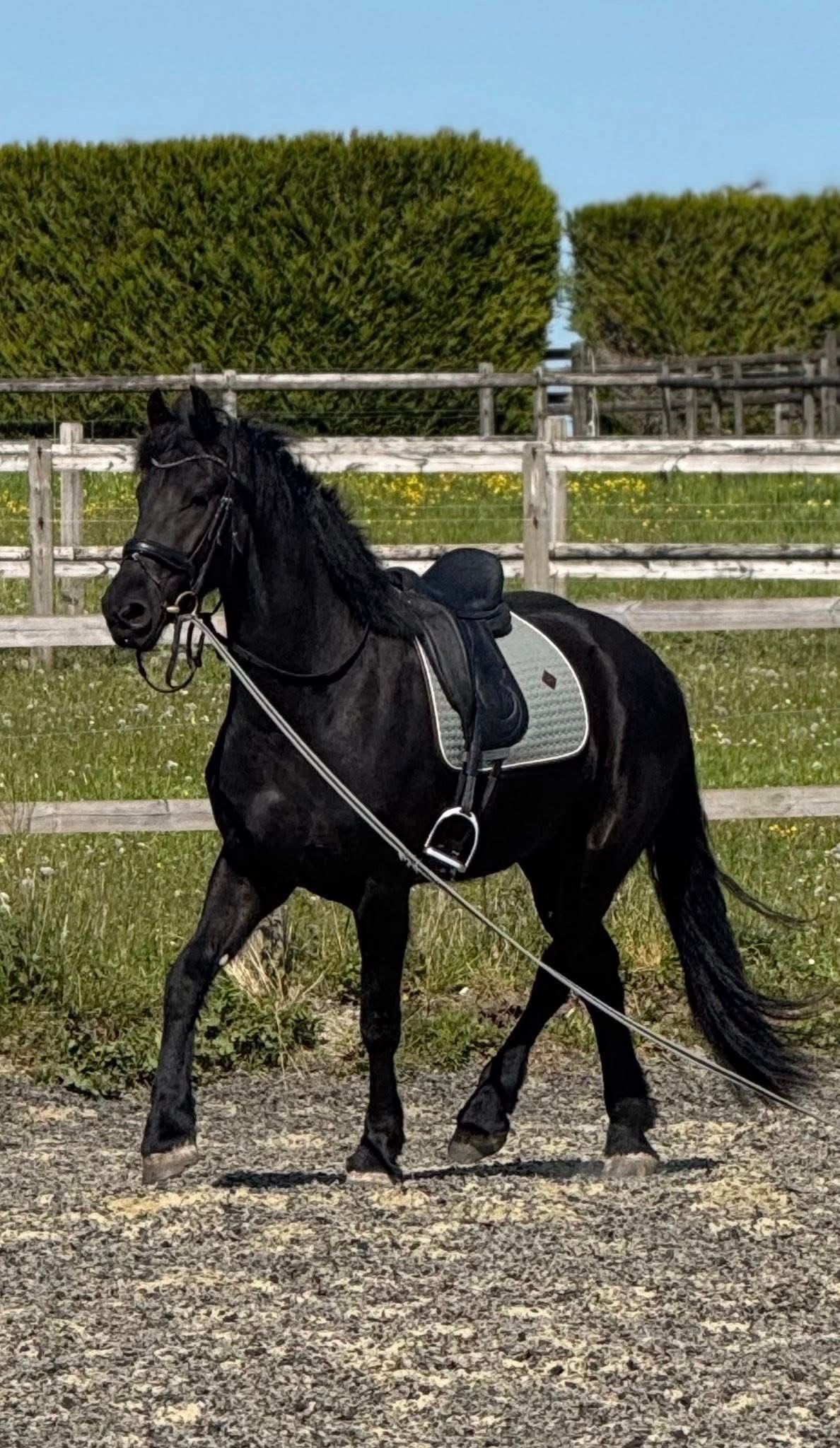 dressuurpaard ruin 4 år zwart till salu - Foto 4