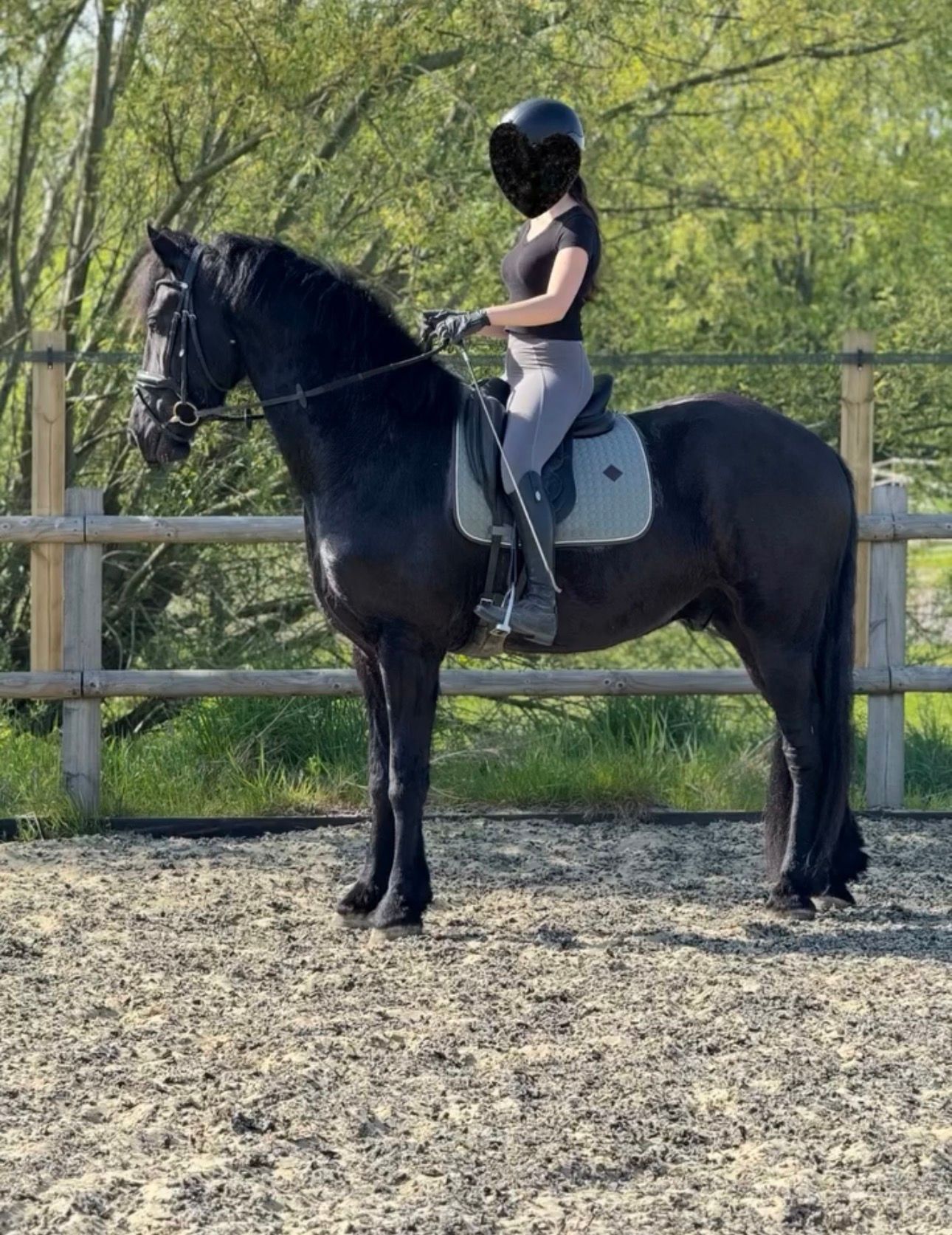 dressuurpaard ruin 4 år zwart till salu - Foto 2