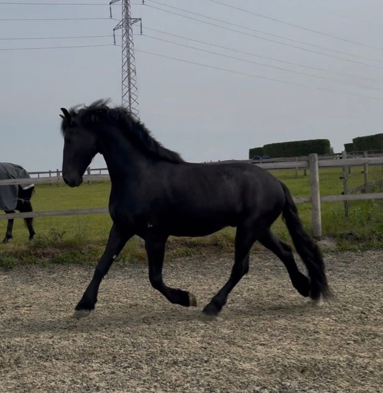dressuurpaard ruin 4 år zwart till salu - Foto 6