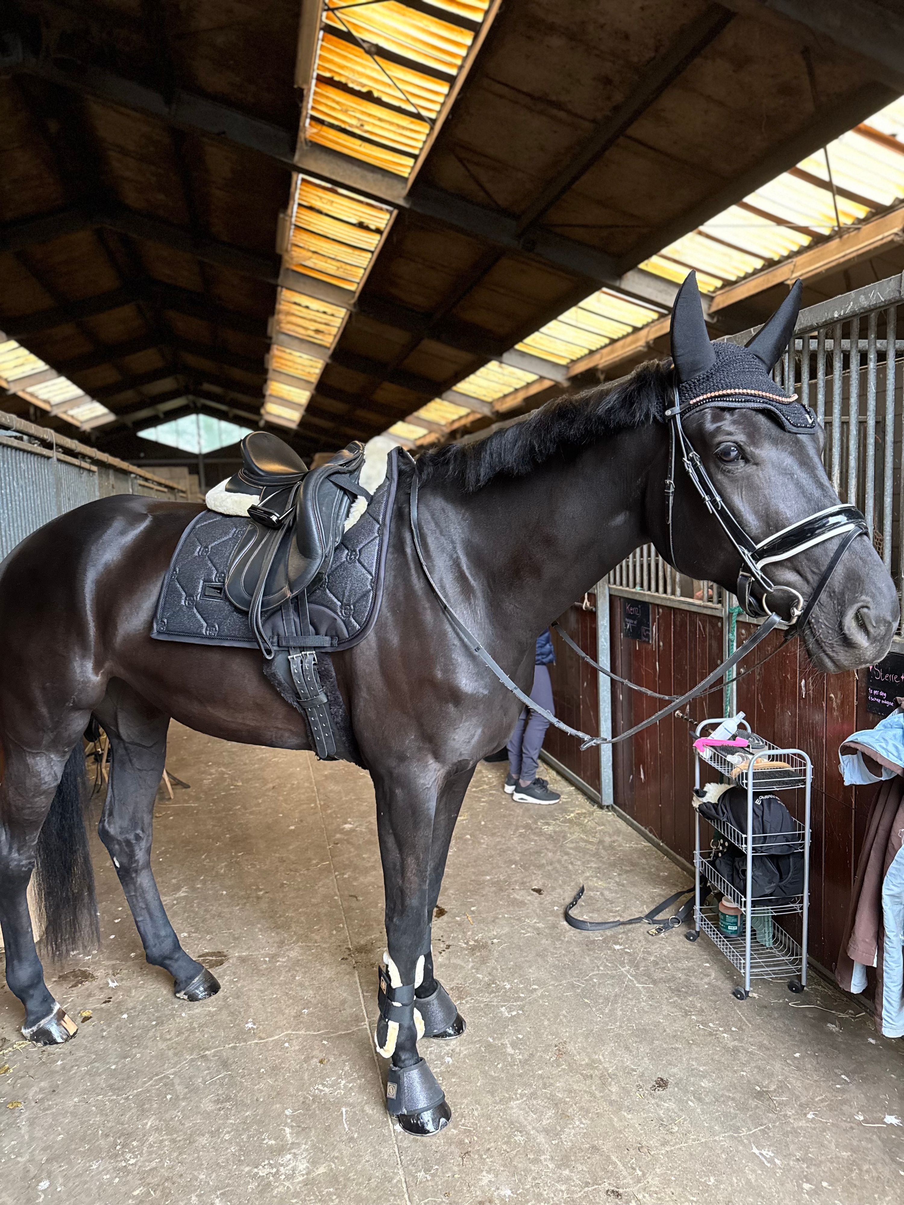 Beautiful and talented 7-year-old mare