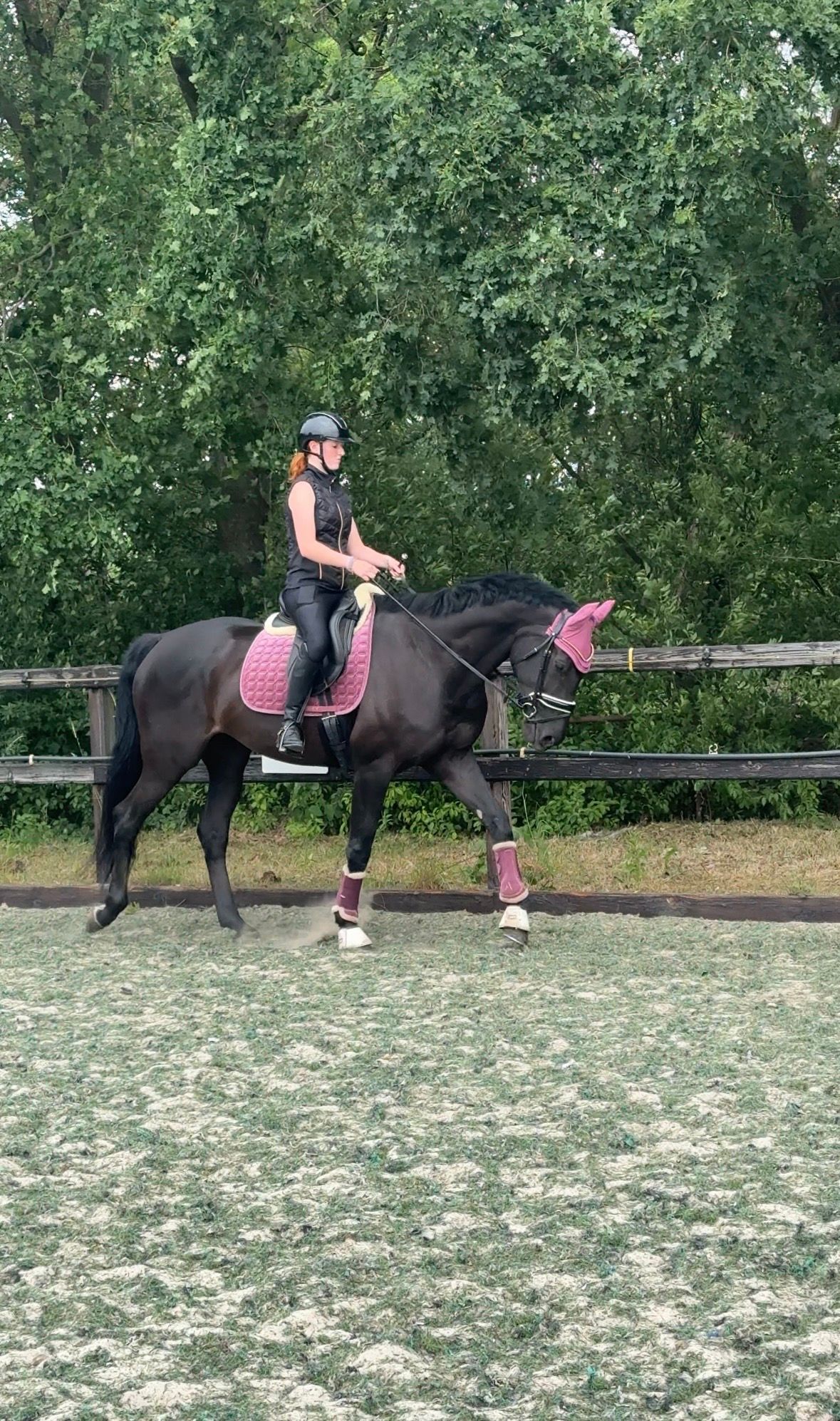 bwp dressuurpaard merrie 7 years old zwart for sale - Photo 2