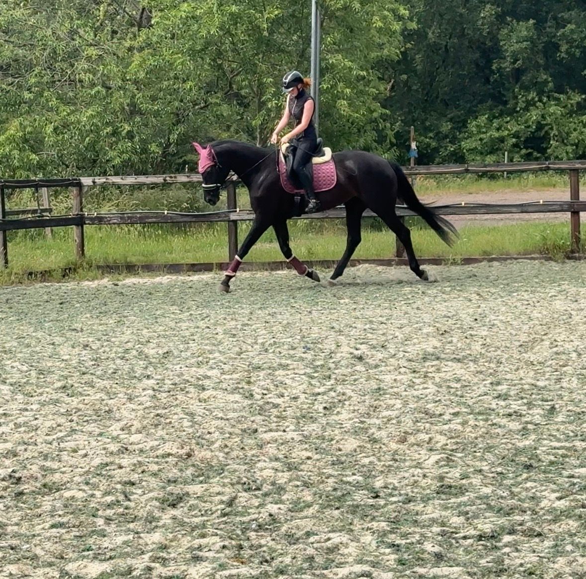 bwp dressuurpaard merrie 7 years old zwart for sale - Photo 3