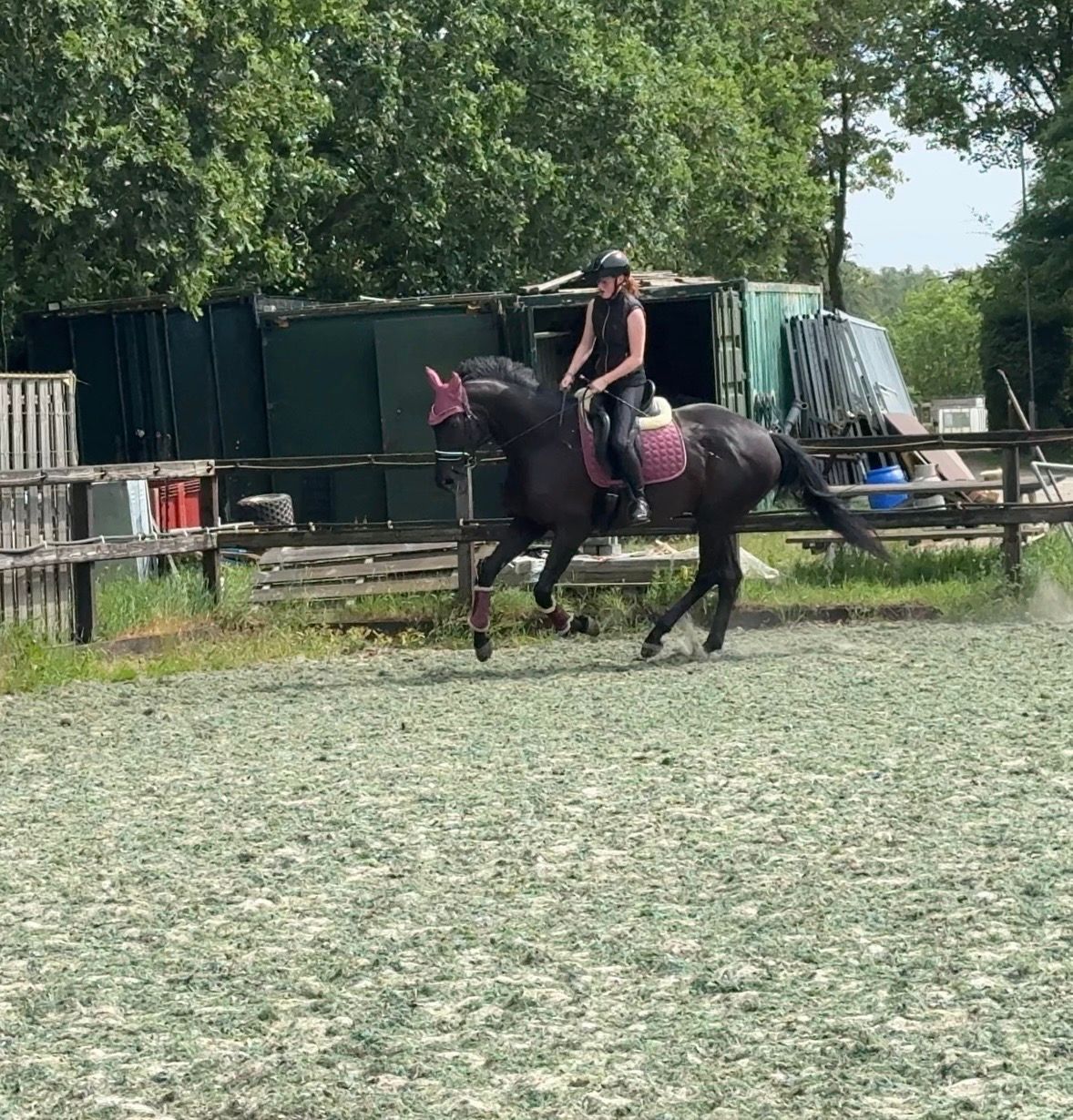 bwp dressuurpaard merrie 7 years old zwart for sale - Photo 4