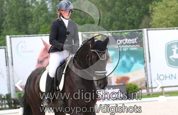 bwp dressuurpaard merrie 7 years old zwart for sale - Photo 5