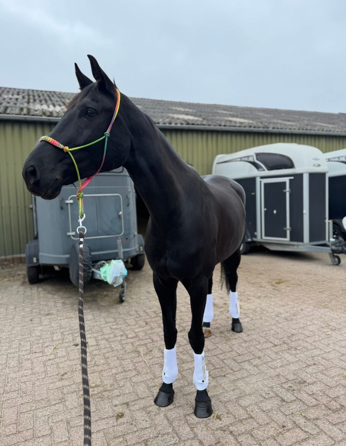 bwp dressuurpaard merrie 7 years old zwart for sale - Photo 6