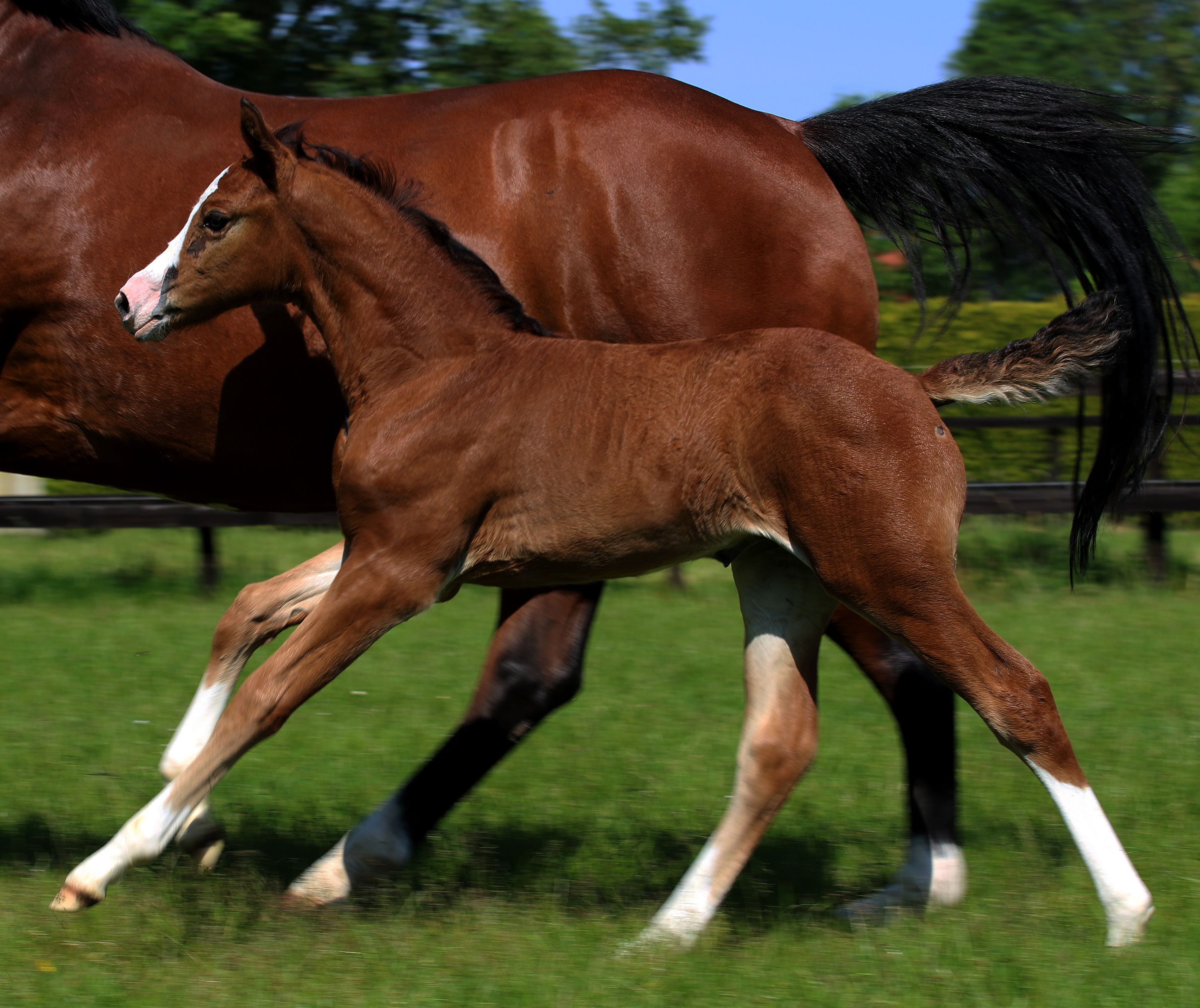 极具潜力的雌性幼驹 Cero Blue x Diamant de Semilly (Sina 血系)！