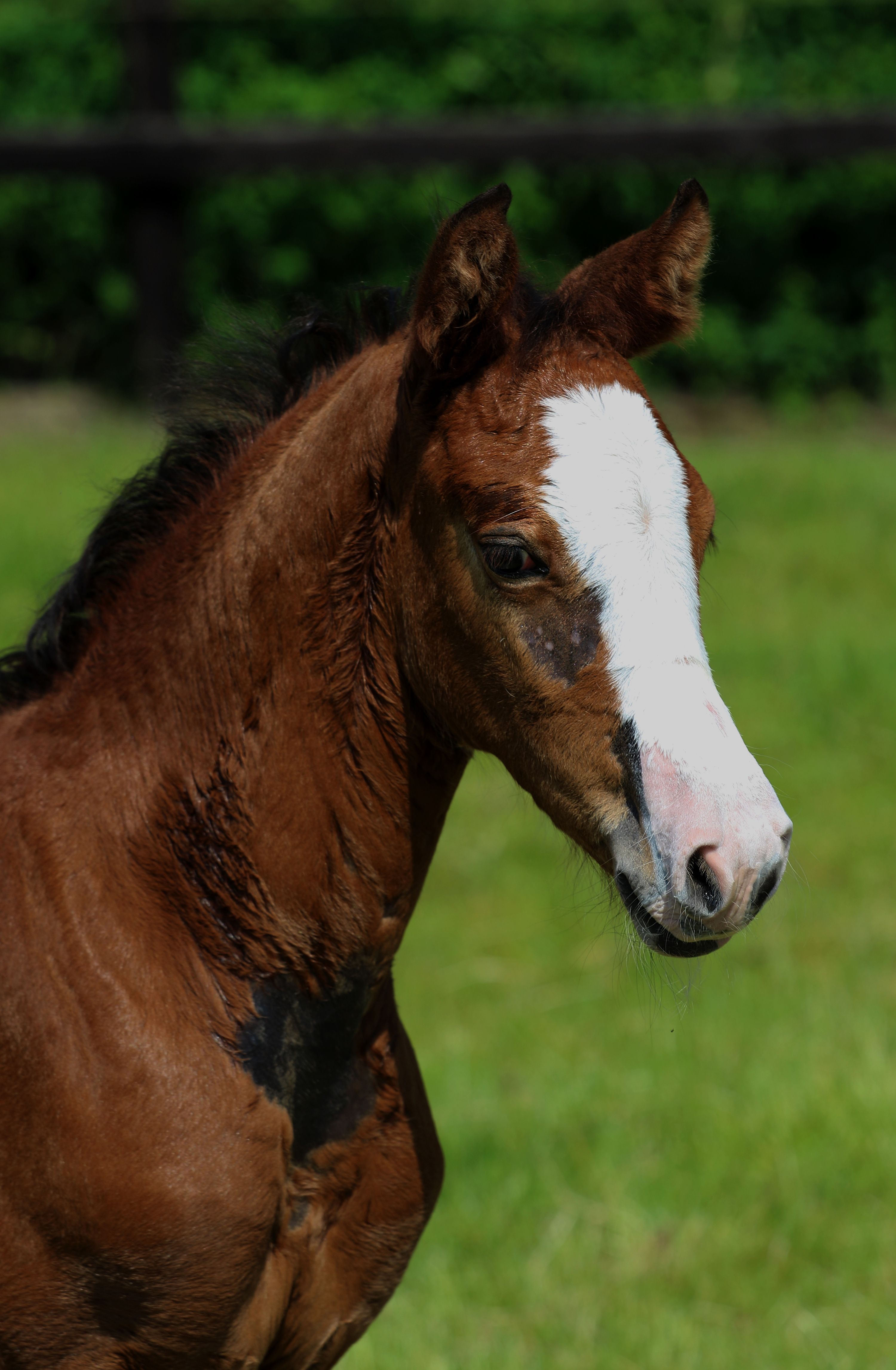 zangersheide springpaard Merrie 0 岁 bruin 出售 - 照片 3