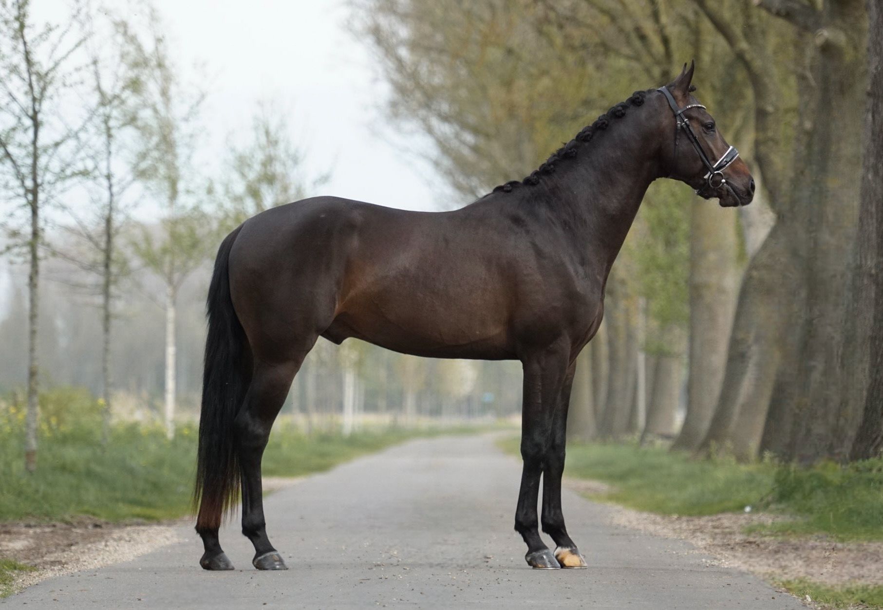 kwpn dressuurpaard hengst 3 سنوات bruin للبيع - صورة 2