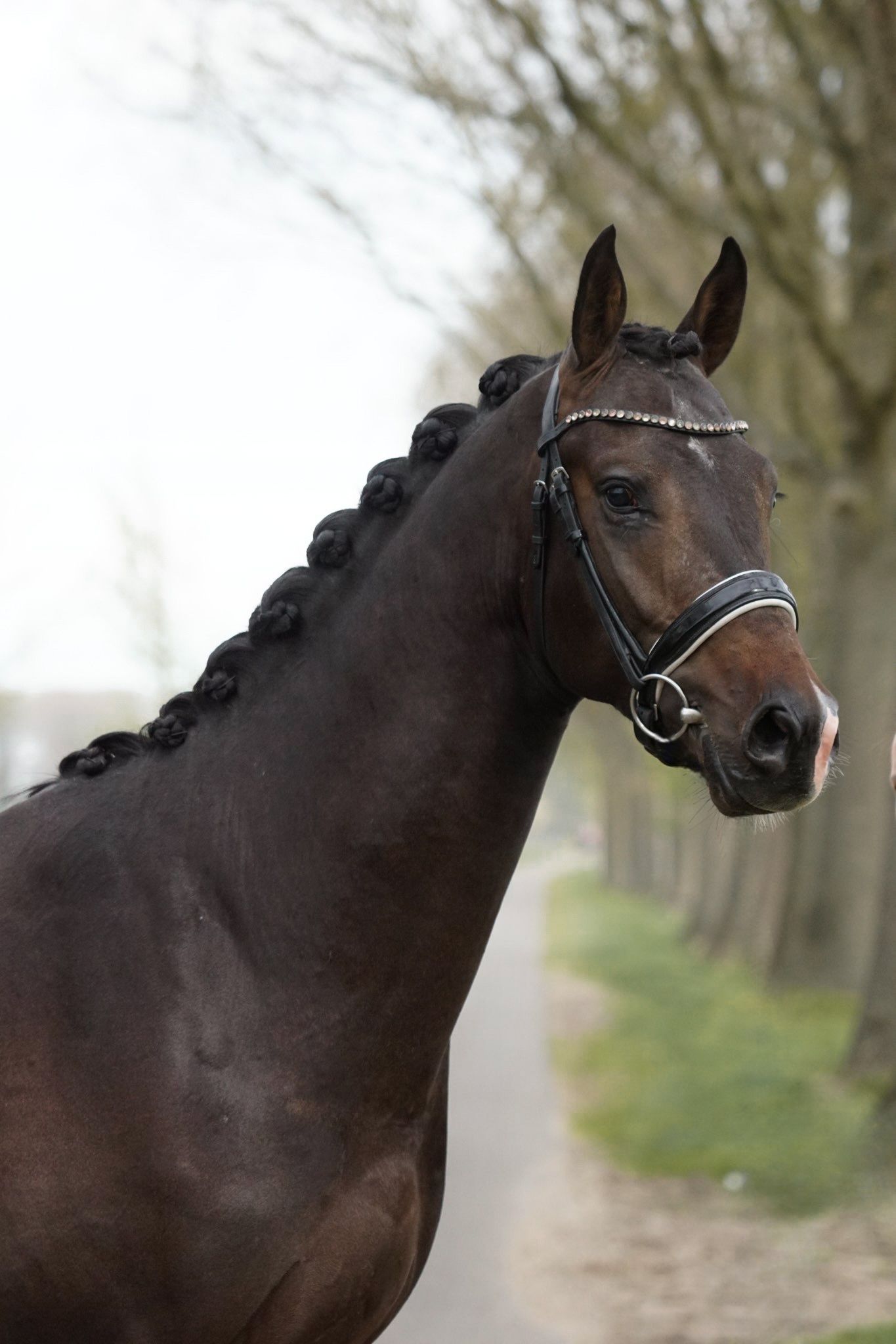 kwpn dressuurpaard hengst 3 سنوات bruin للبيع - صورة 3