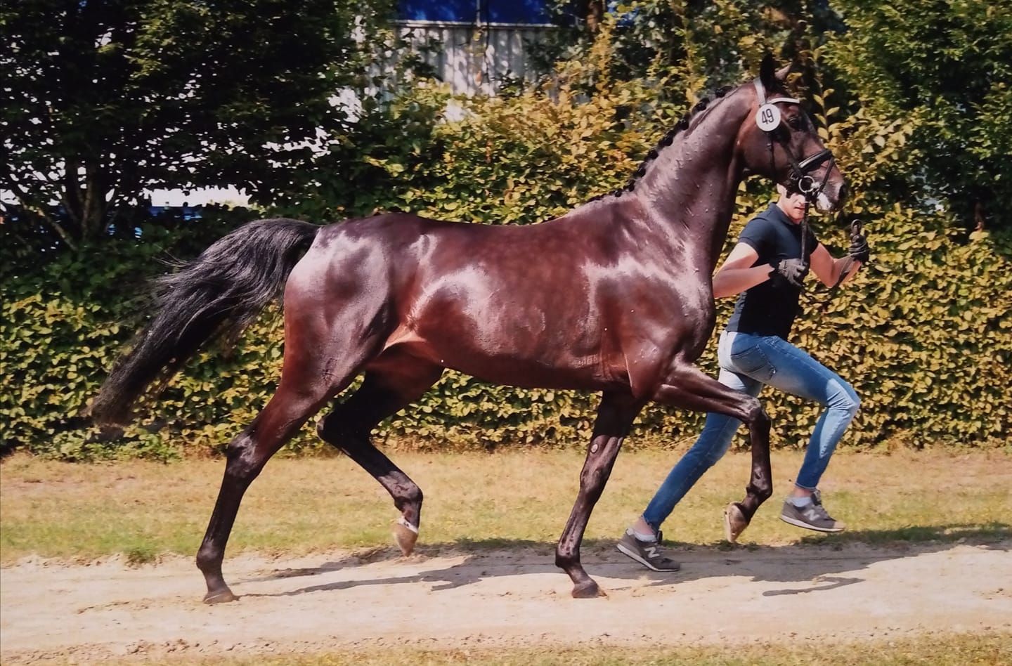 Colt out of Gesina line! Mother is sister to For Romance!
