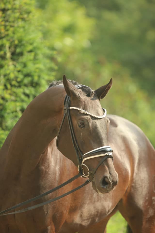 Oldenburg dressuurpaard hengst 0 jaar donkerbruin te koop - Foto 3